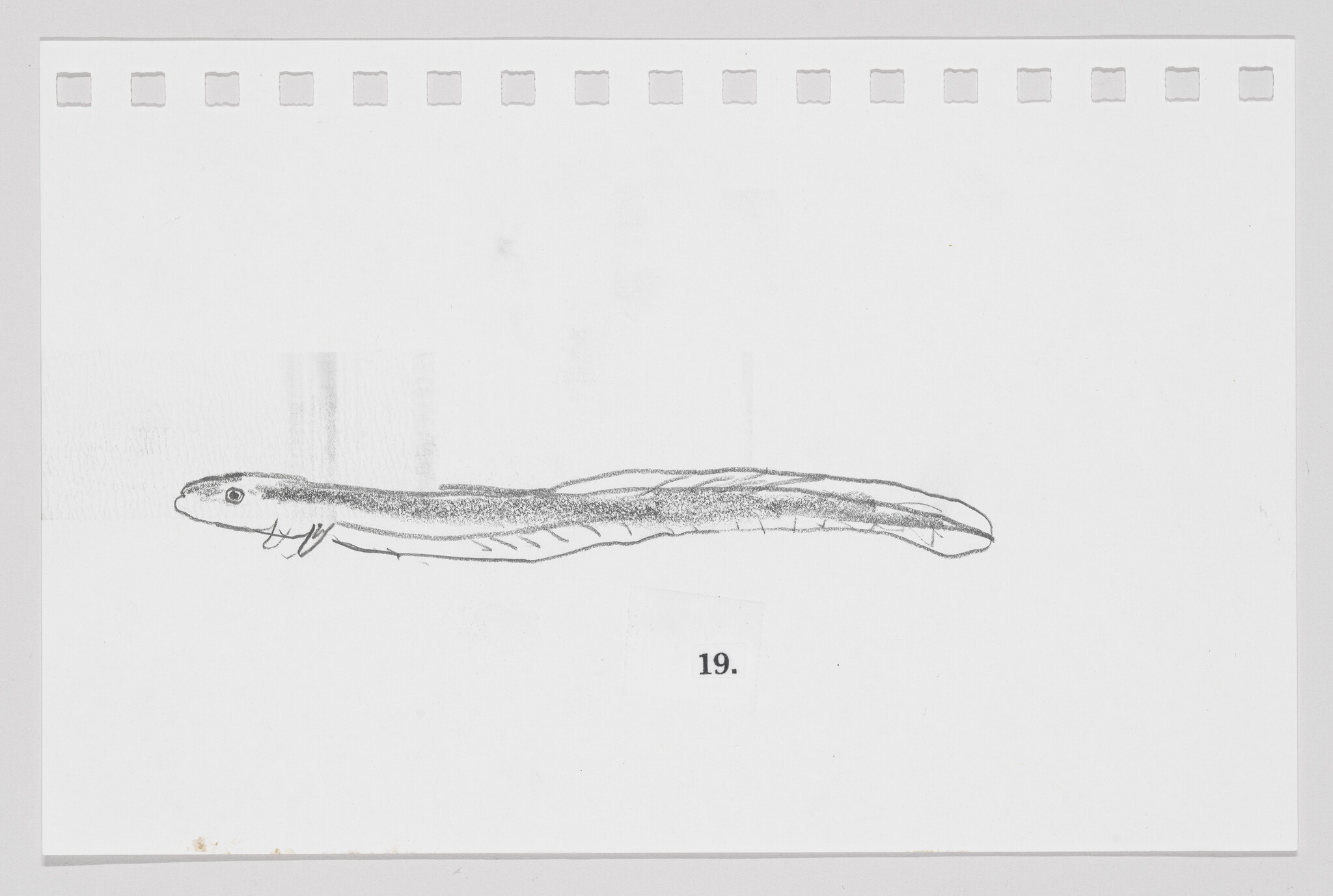 Sketch of a simple eel-like creature on a piece of paper with perforated edges, labeled with the number 19.