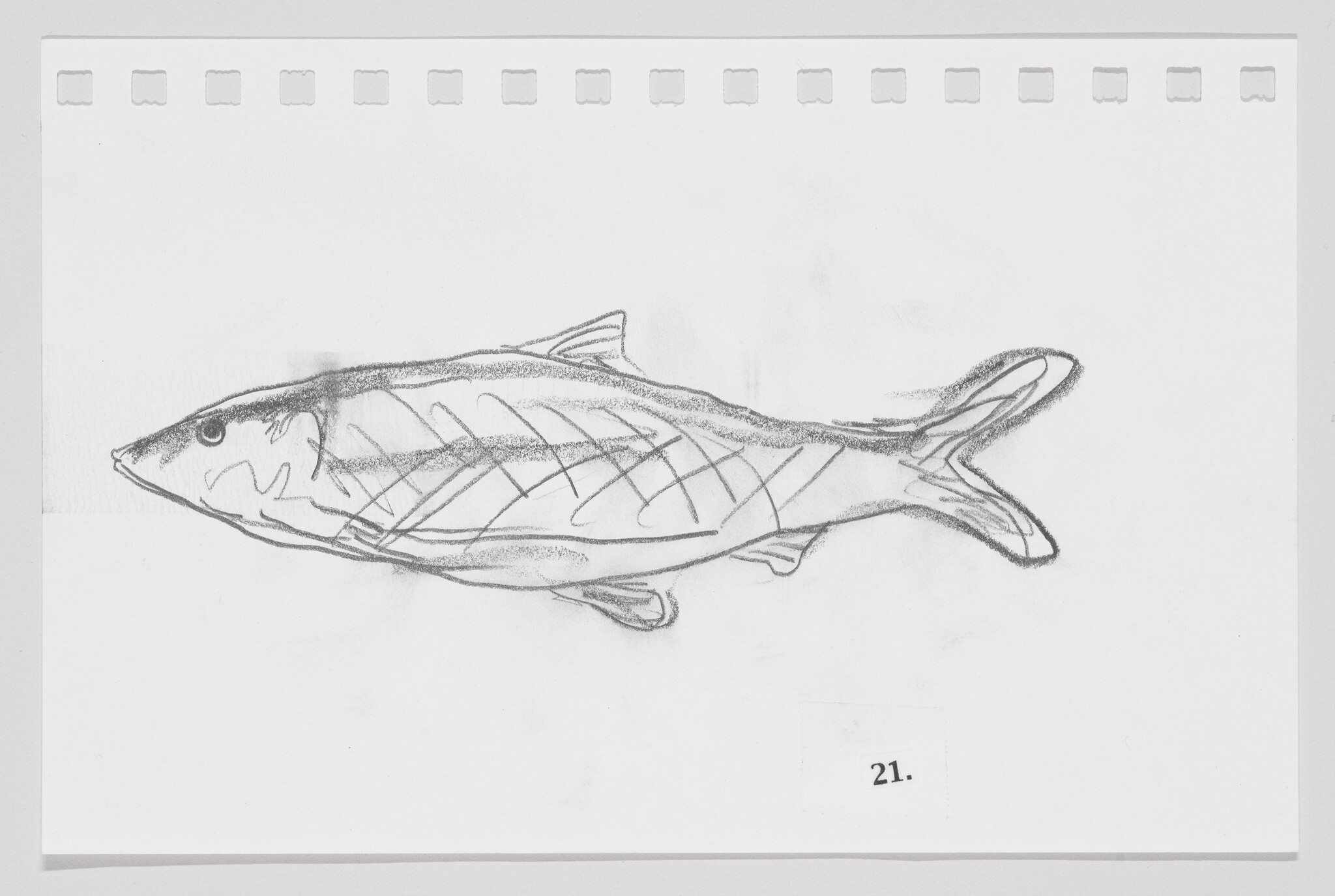 Sketch of a fish on a piece of paper with perforated edges, numbered 21.
