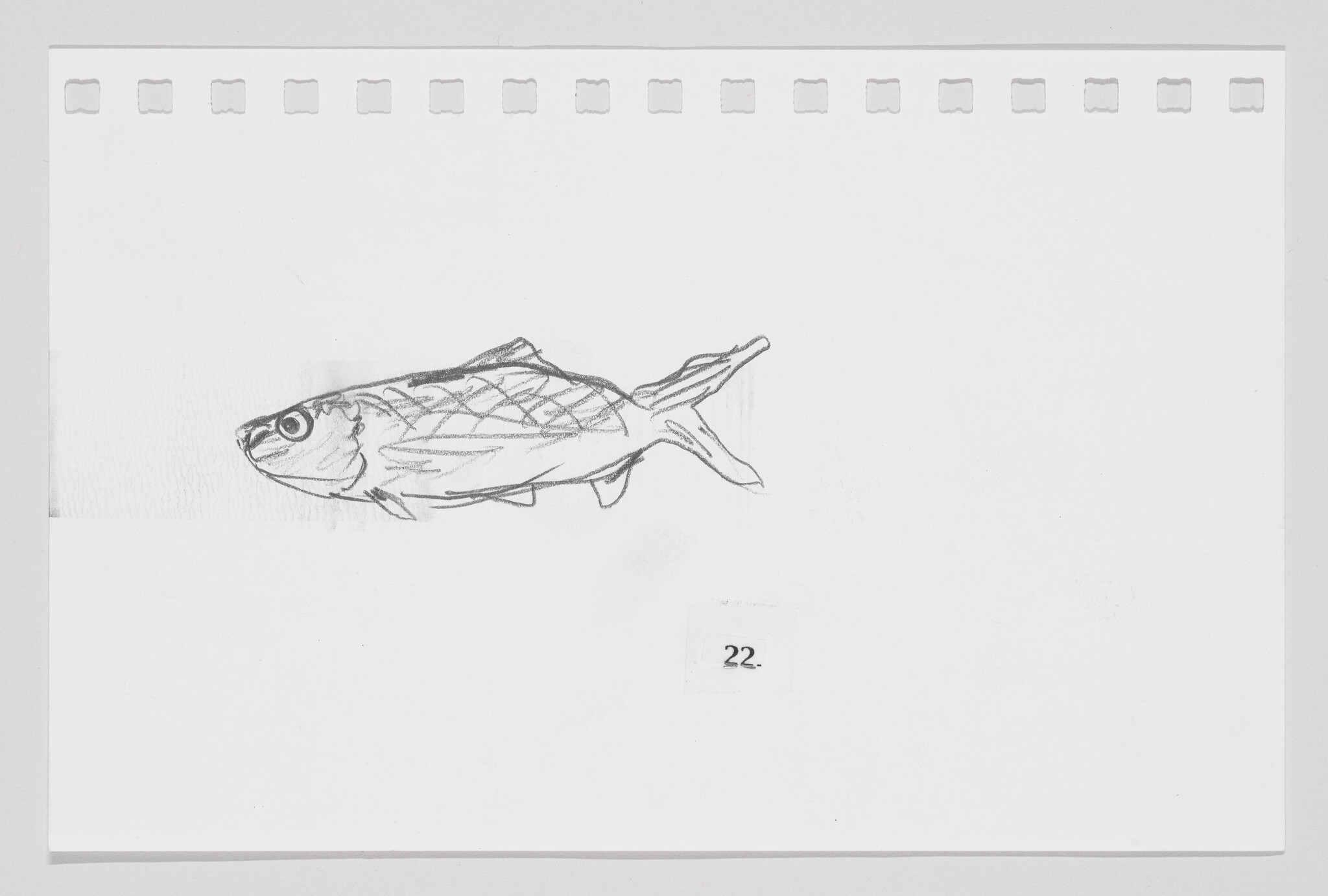 Sketch of a fish on a piece of paper with perforated edges, labeled with the number 22.