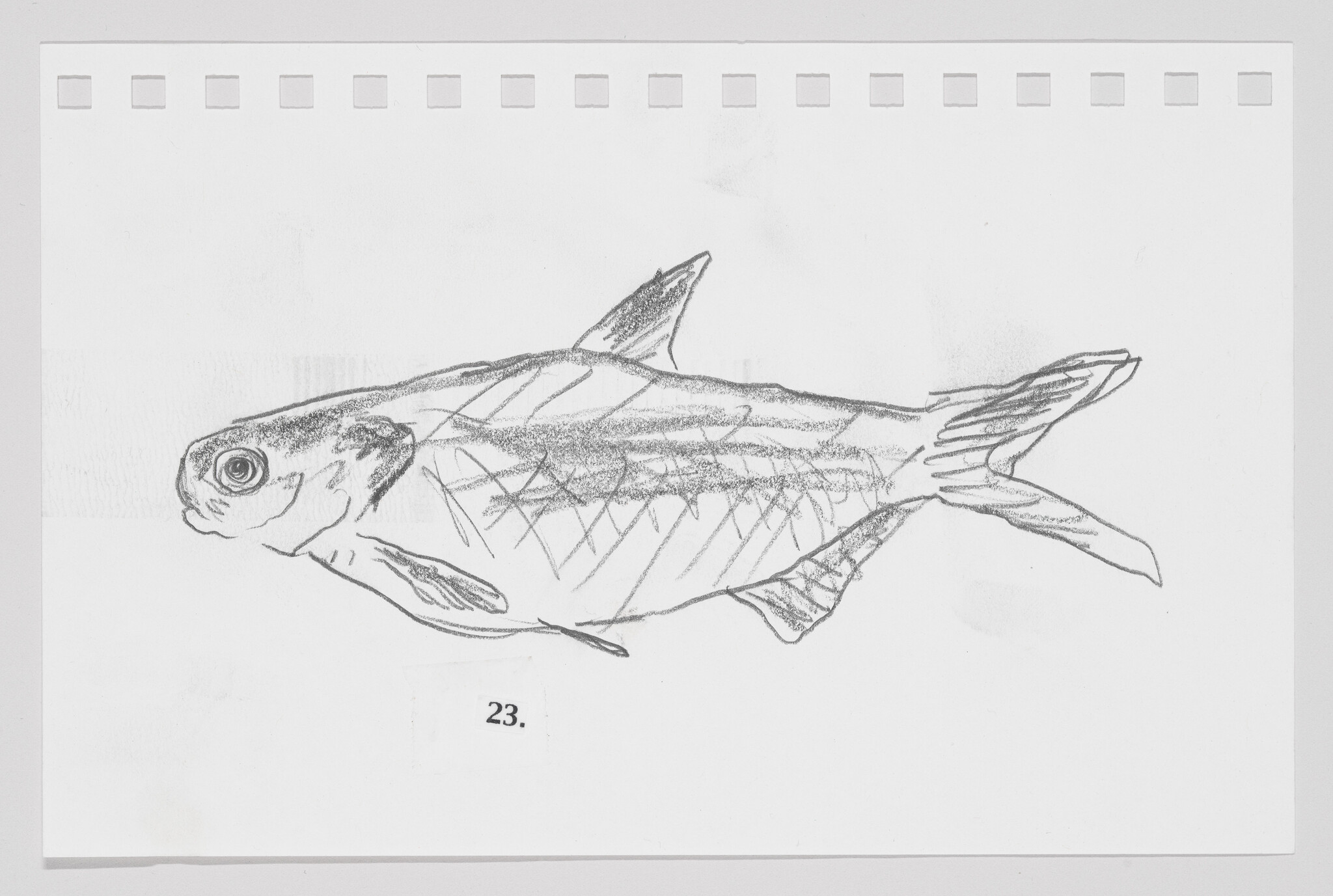 Sketch of a fish on paper with the number 23, resembling a page from a biologist's field notebook.