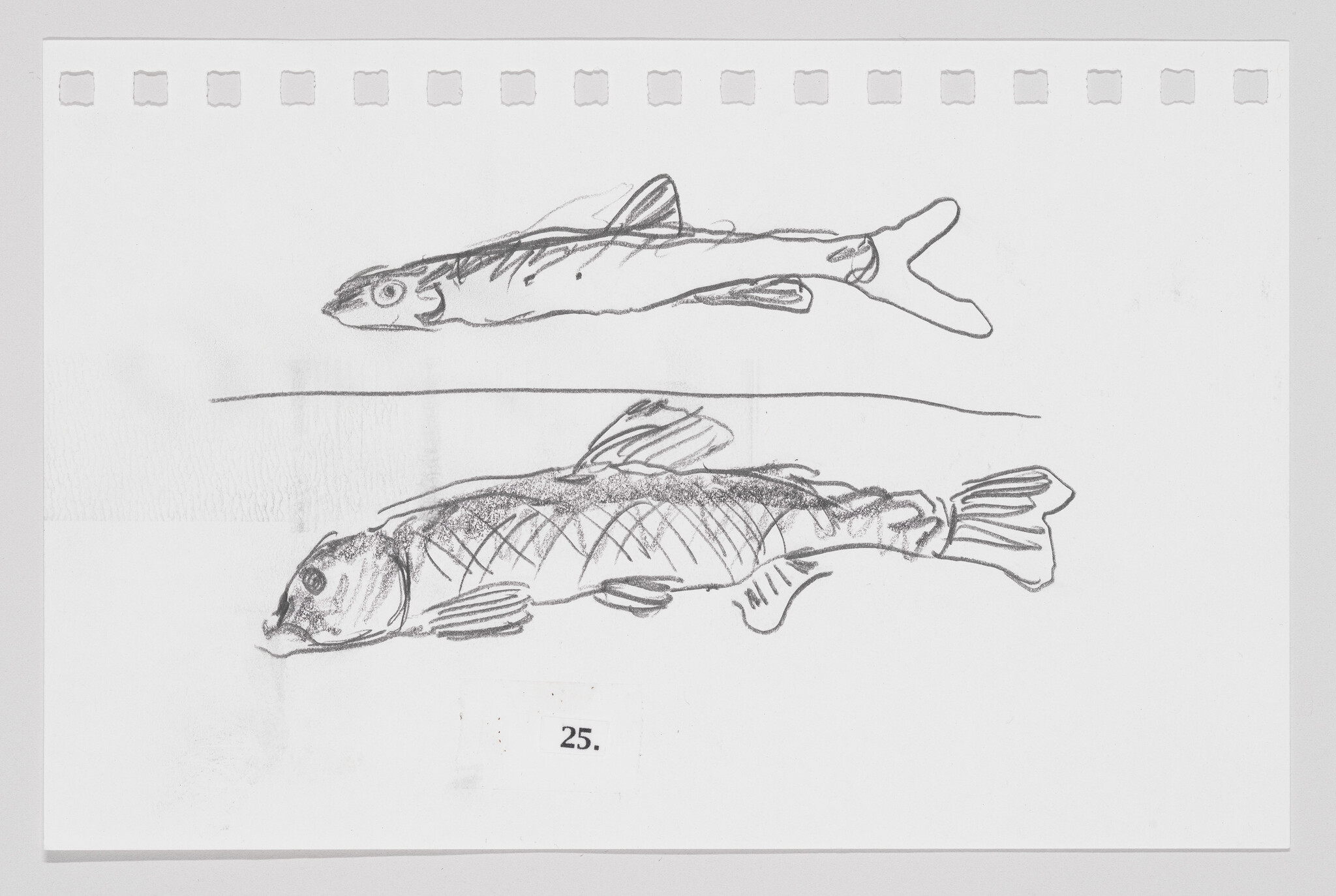 Sketch of two fish on paper, one above the other, with the number 25 at the bottom.