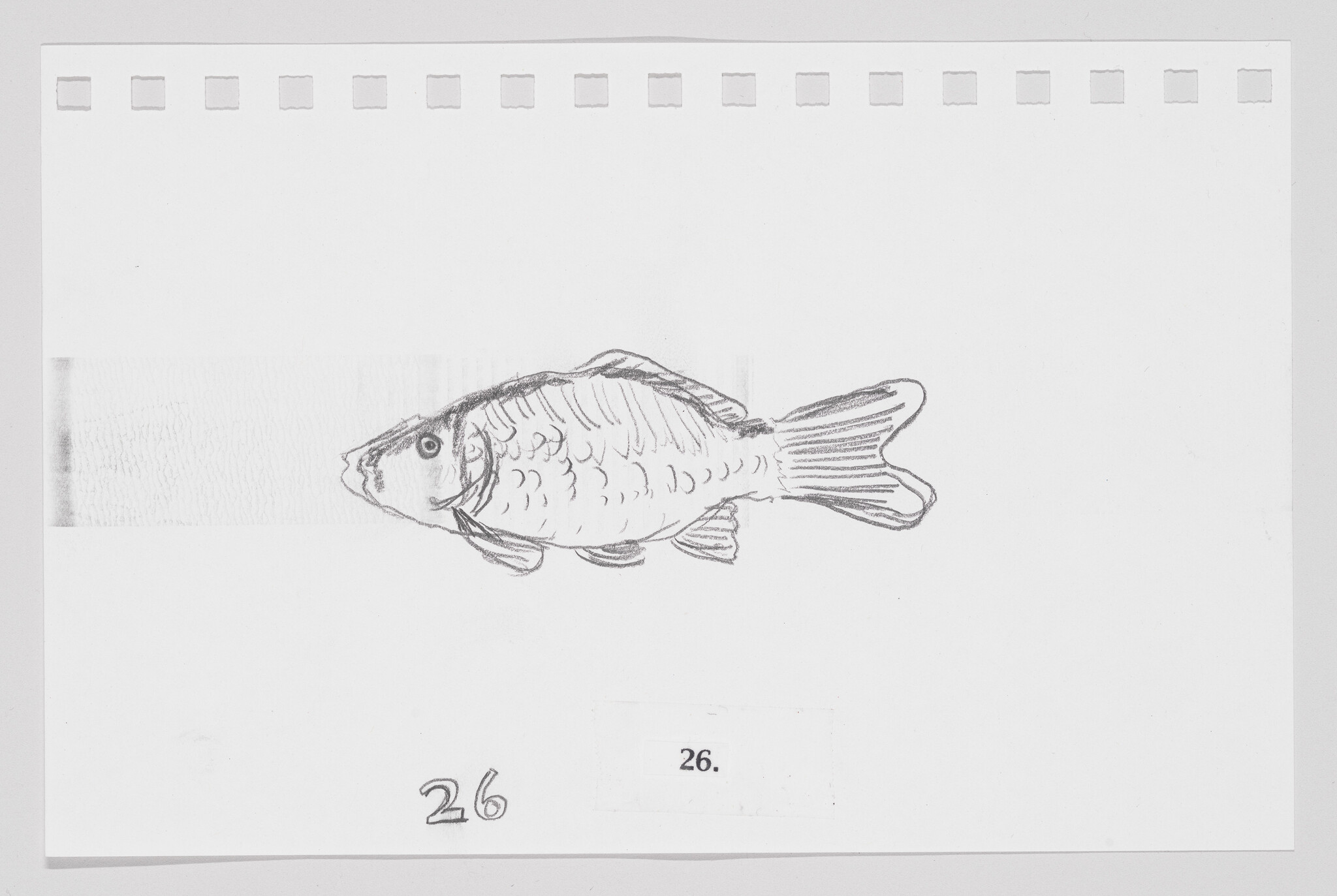 Pencil sketch of a fish on a piece of paper with perforated edges and the number 26.