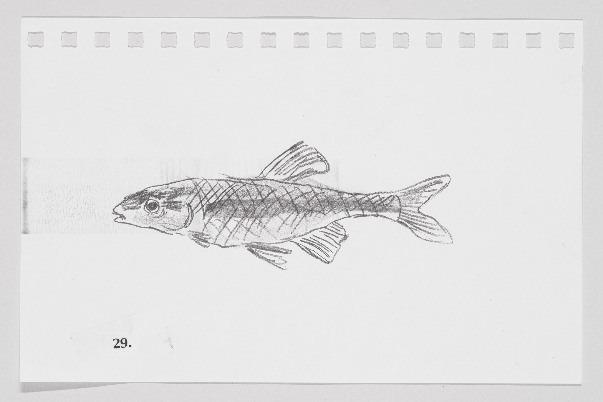 Pencil sketch of a fish on a piece of paper with perforated edges, numbered 29.