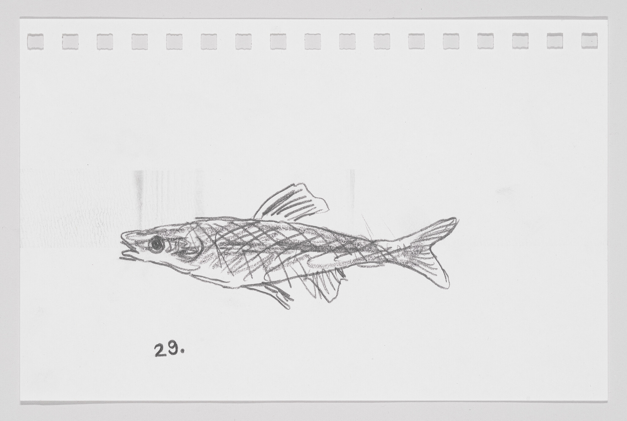 Sketch of a fish on a piece of paper with the number 29.