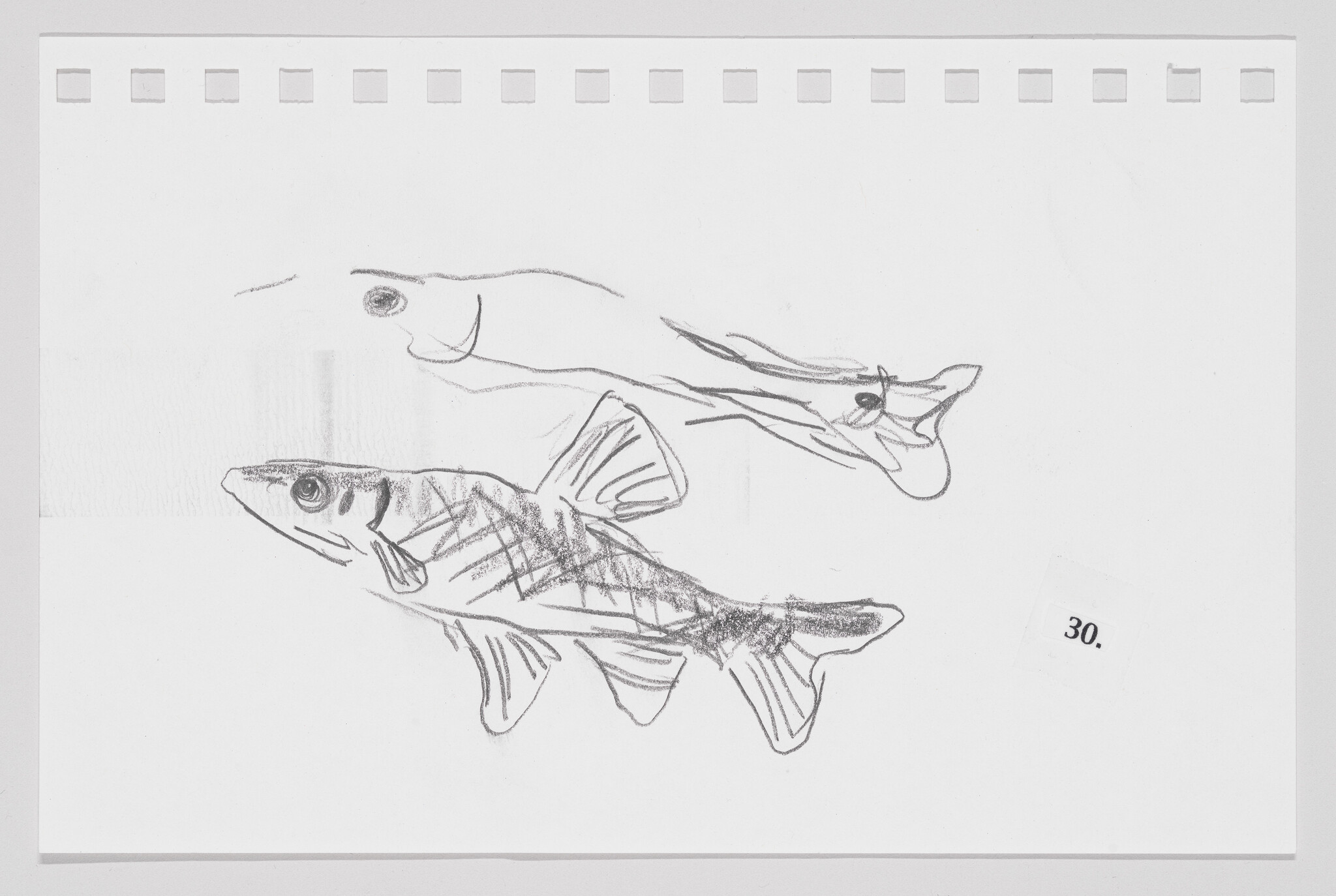 Sketch of two fish on paper, one detailed and one outline, with perforations on top indicating torn notebook paper.