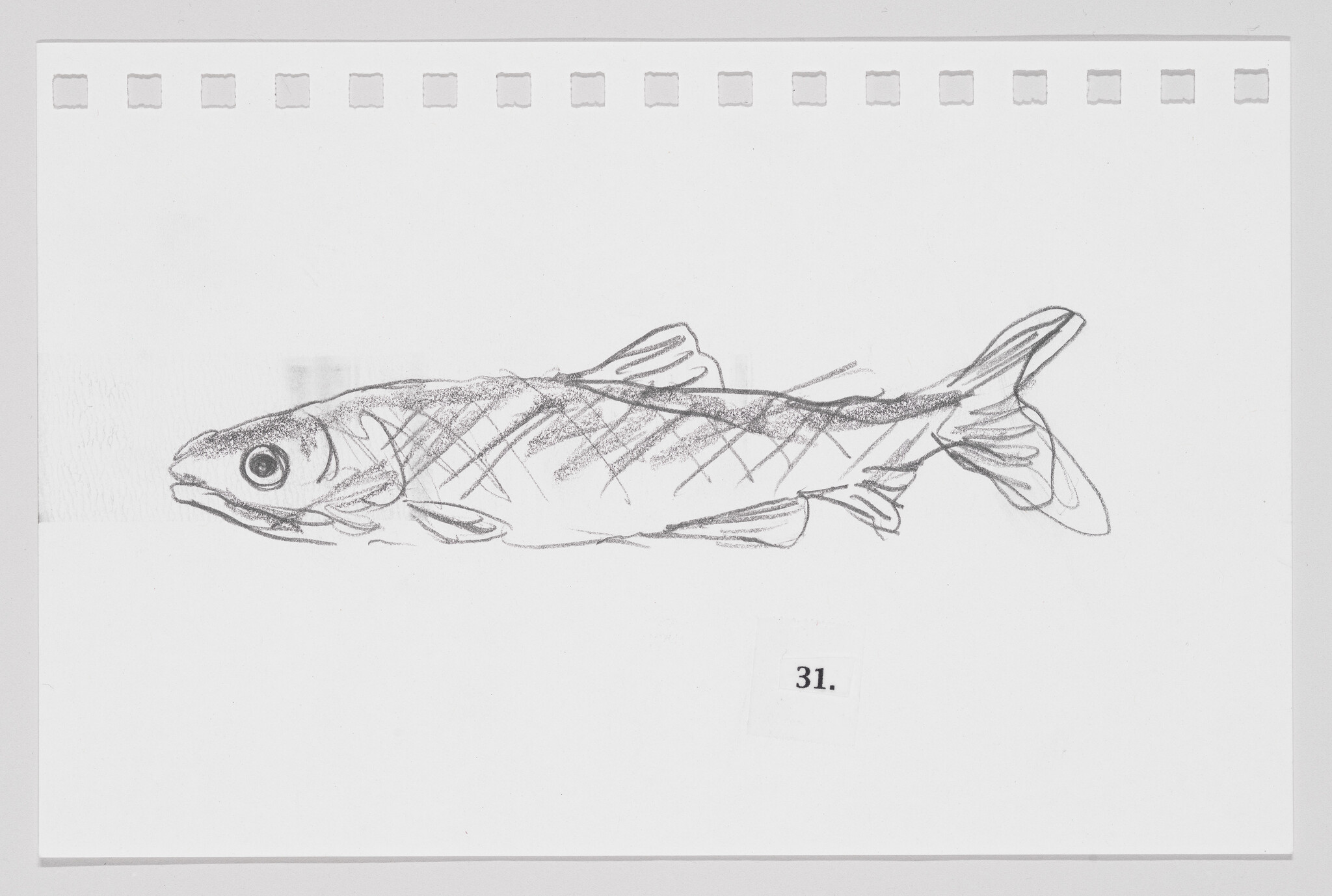 Sketch of a fish on a white background with the number 31 in the corner.