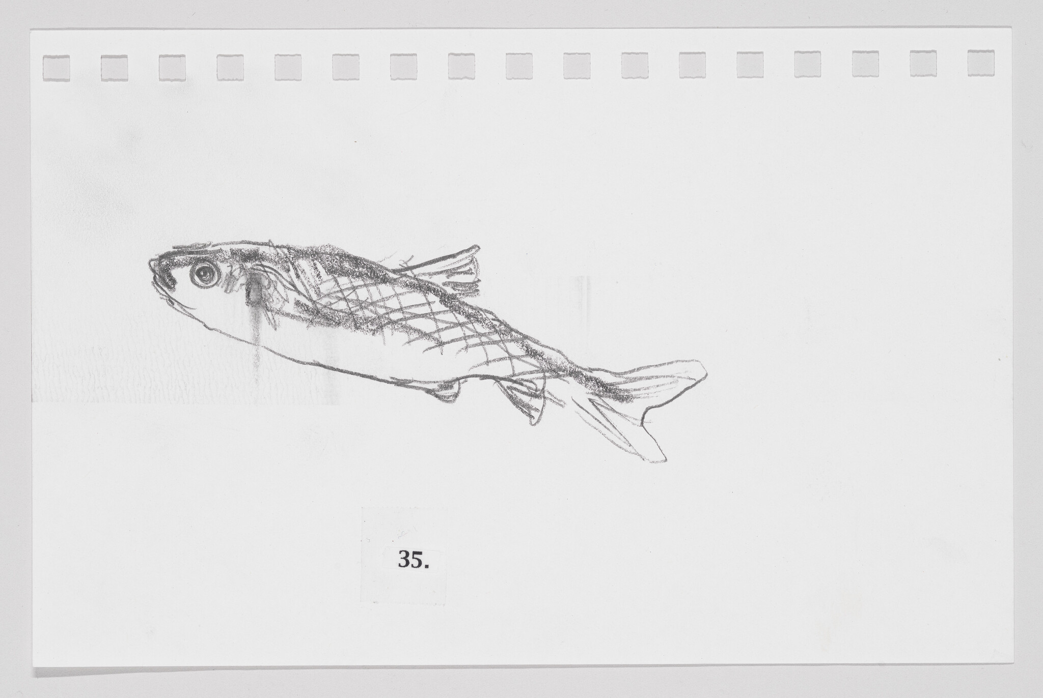 Sketch of a fish on a piece of paper with perforated edges, labeled with the number 35.