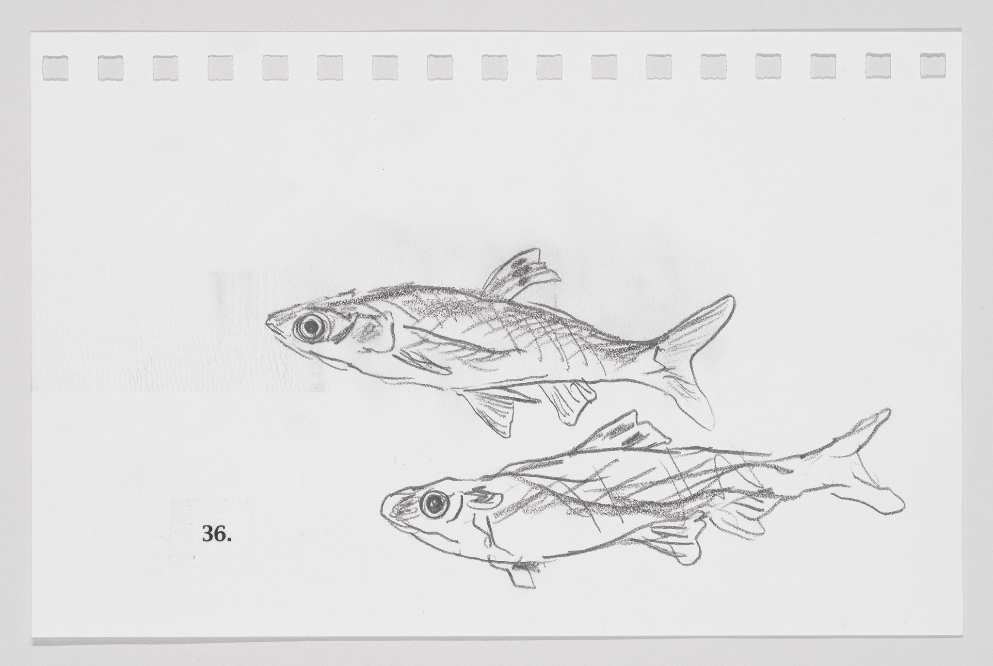 Sketch of two fish on a piece of paper with perforated edges, numbered 36.