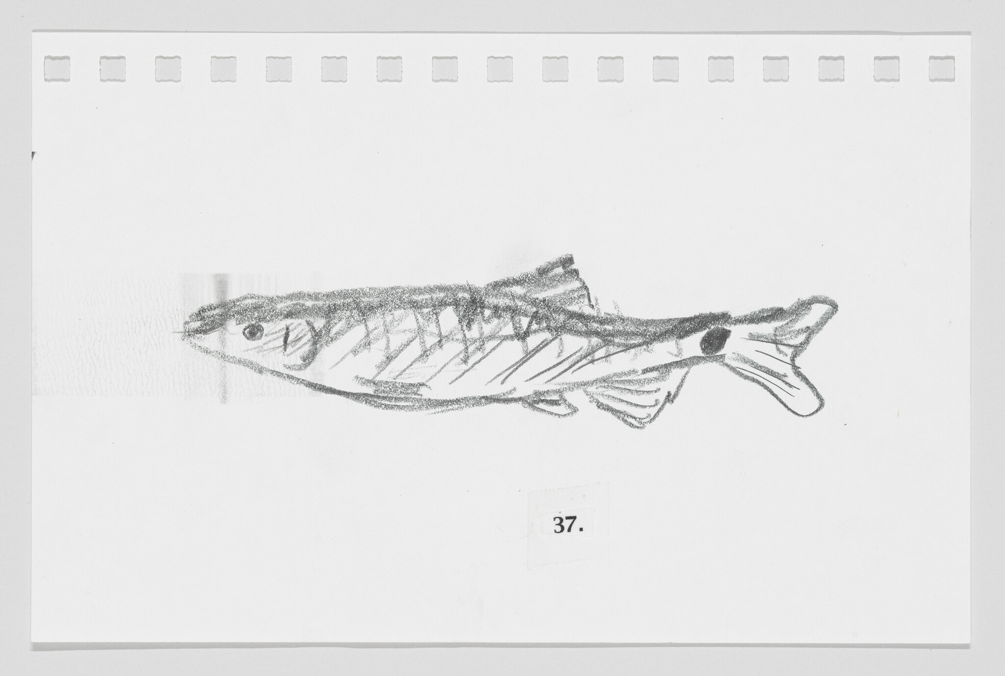 Sketch of a fish on a piece of paper with the number 37.