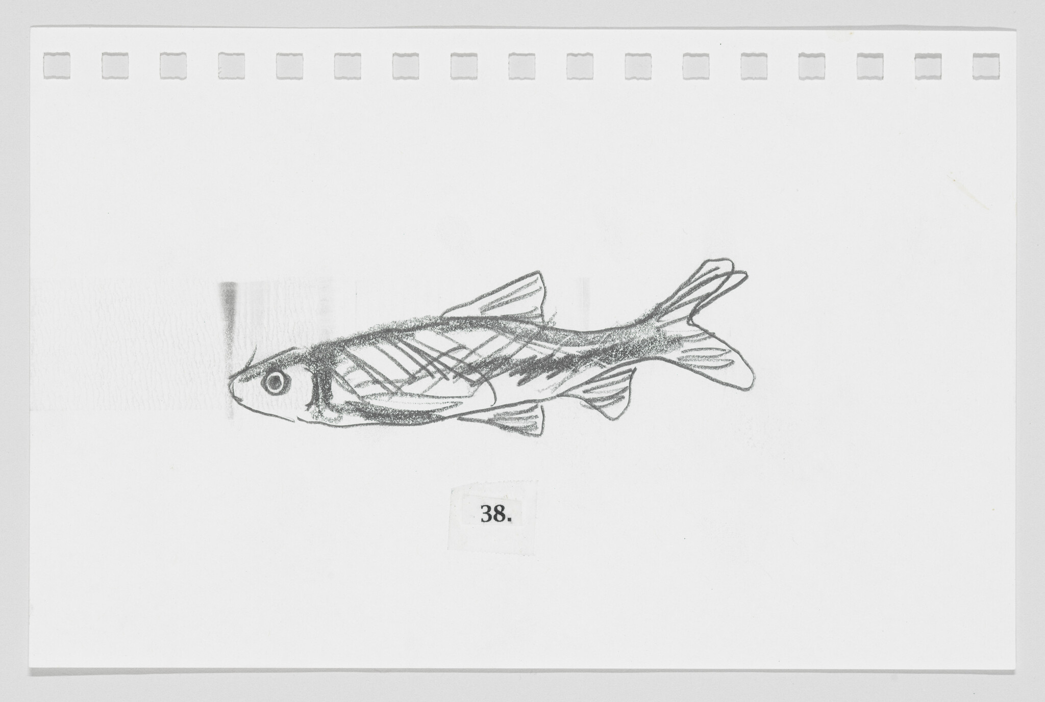 Sketch of a fish on a piece of paper with the number 38.
