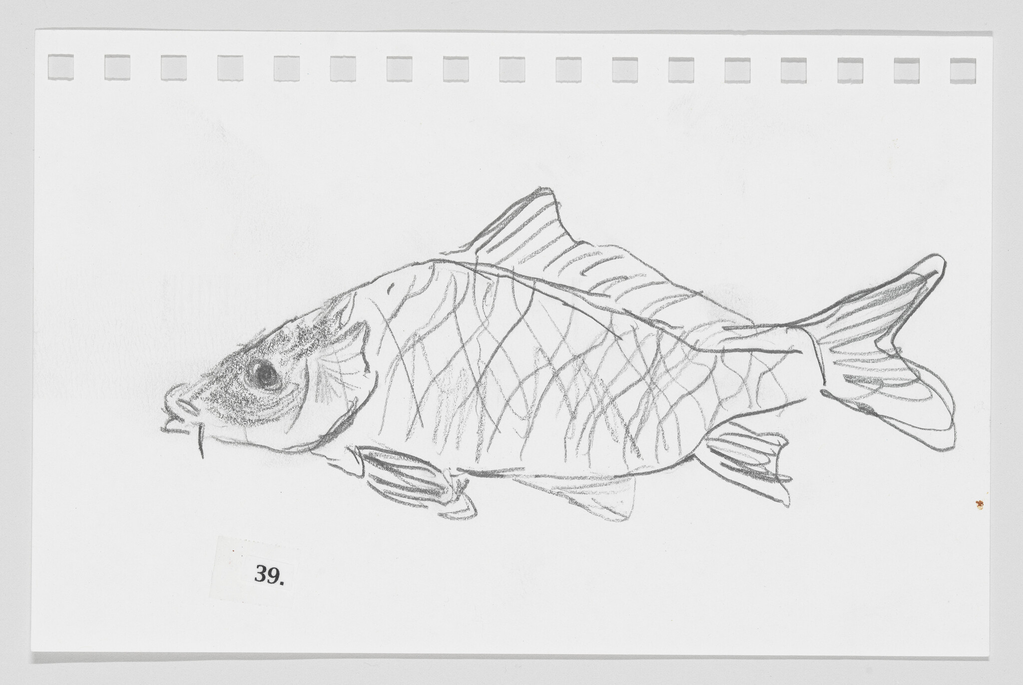 Pencil sketch of a fish on paper with perforated edges, labeled with the number 39.