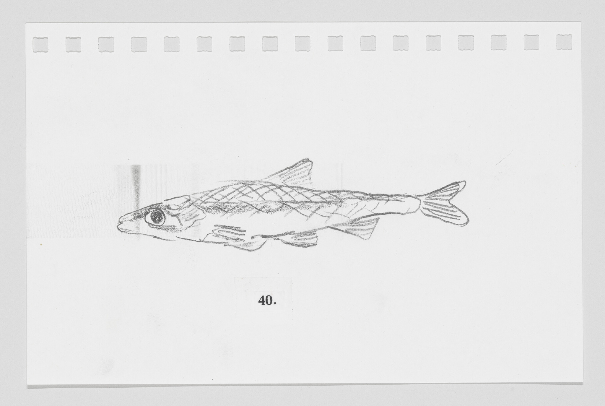 Pencil sketch of a fish on a piece of paper with perforated edges, labeled with the number 40.