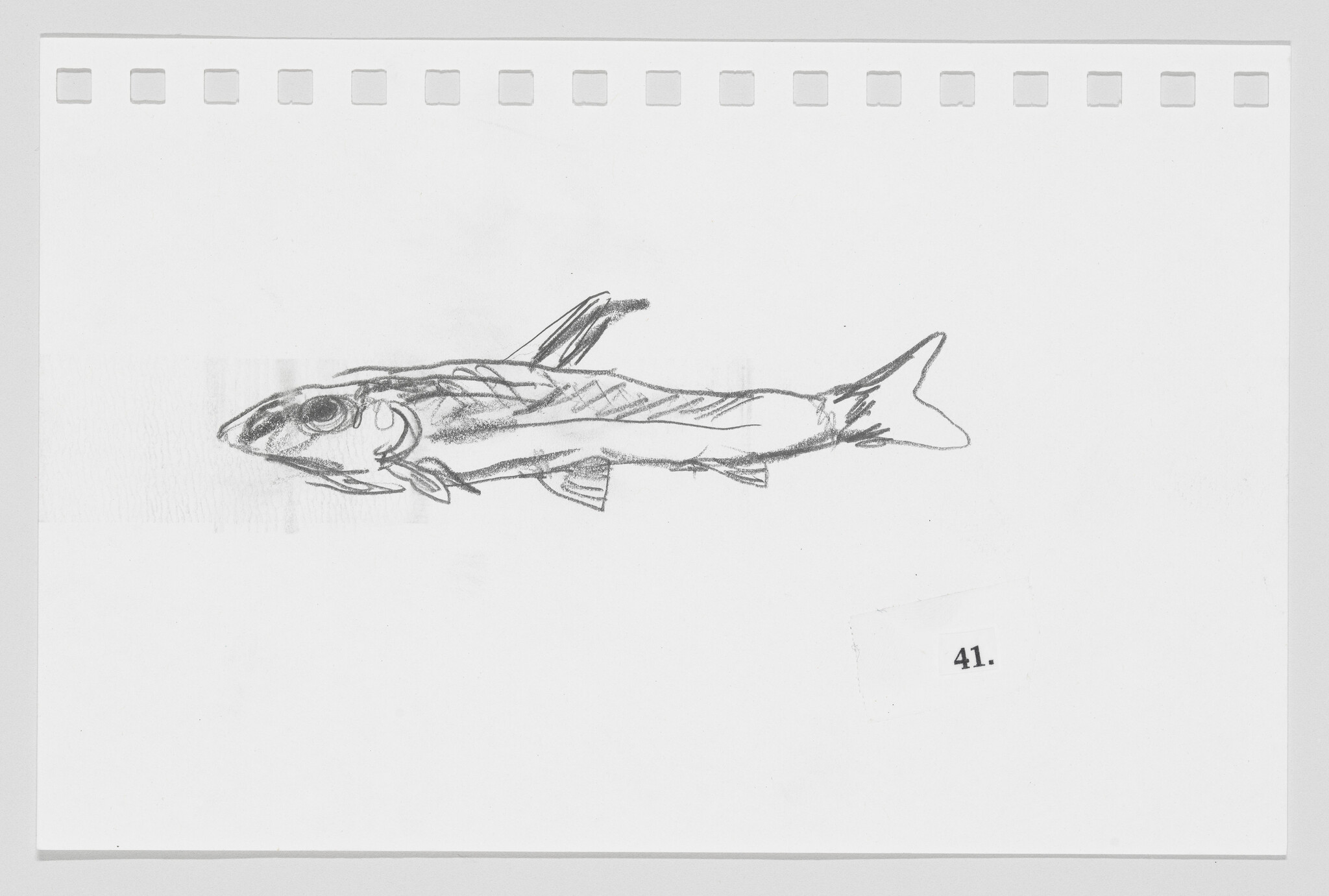 Sketch of a shark on a piece of paper with perforated edges, numbered 41.