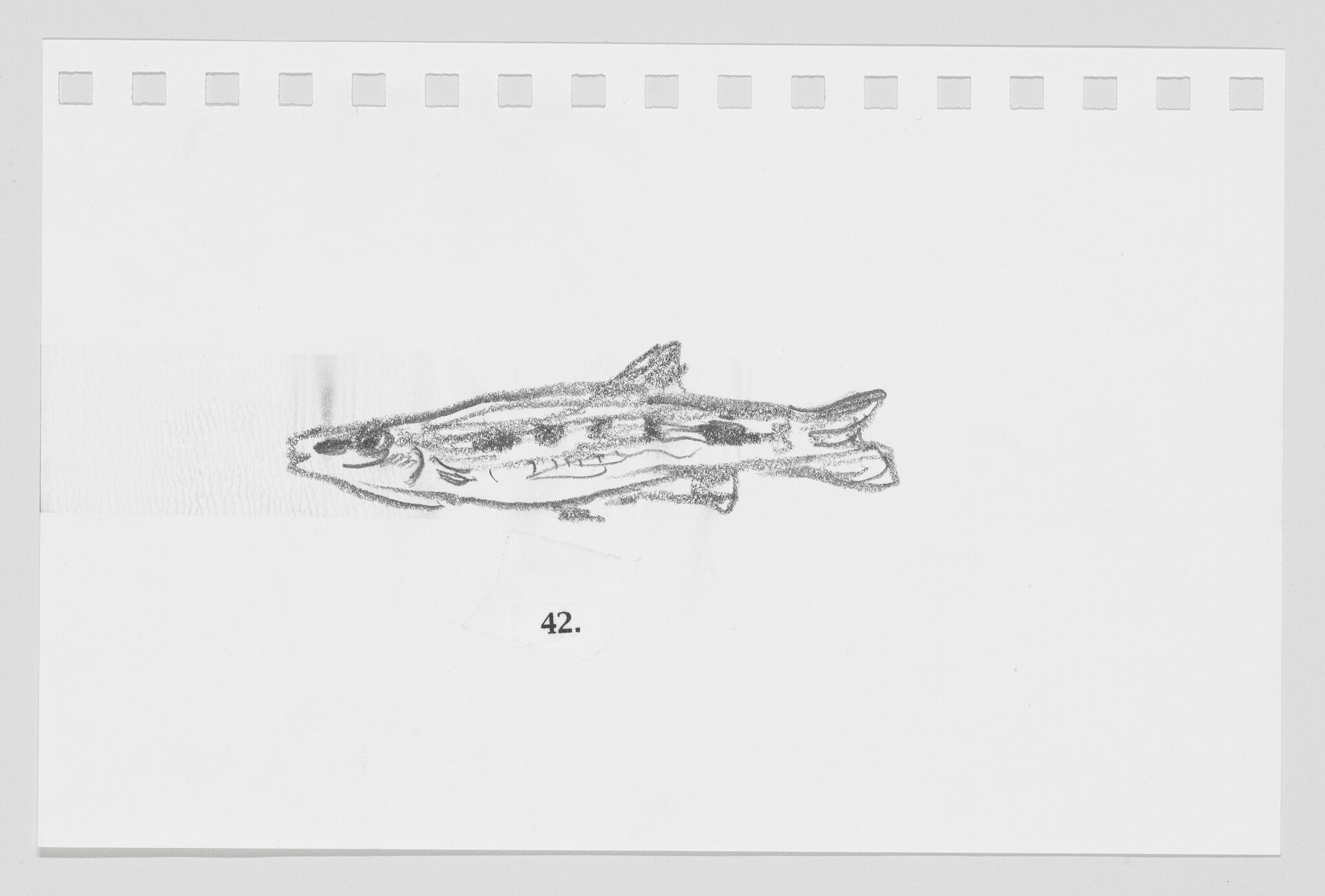 Sketch of a fish on a white background with perforations along the top edge, resembling a sheet from a notepad, labeled with the number 42.