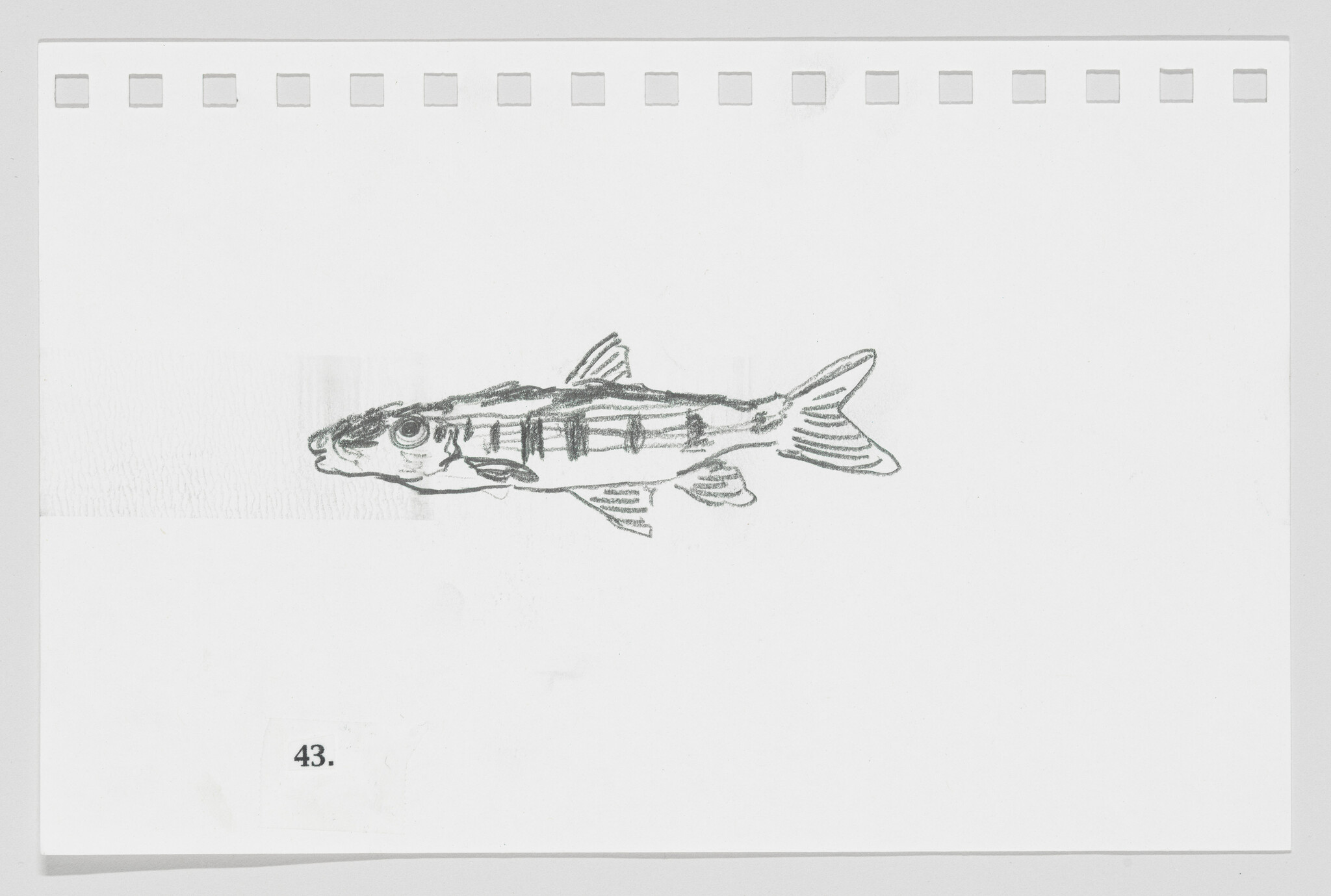 Sketch of a fish on a piece of paper with perforated edges, labeled with the number 43.