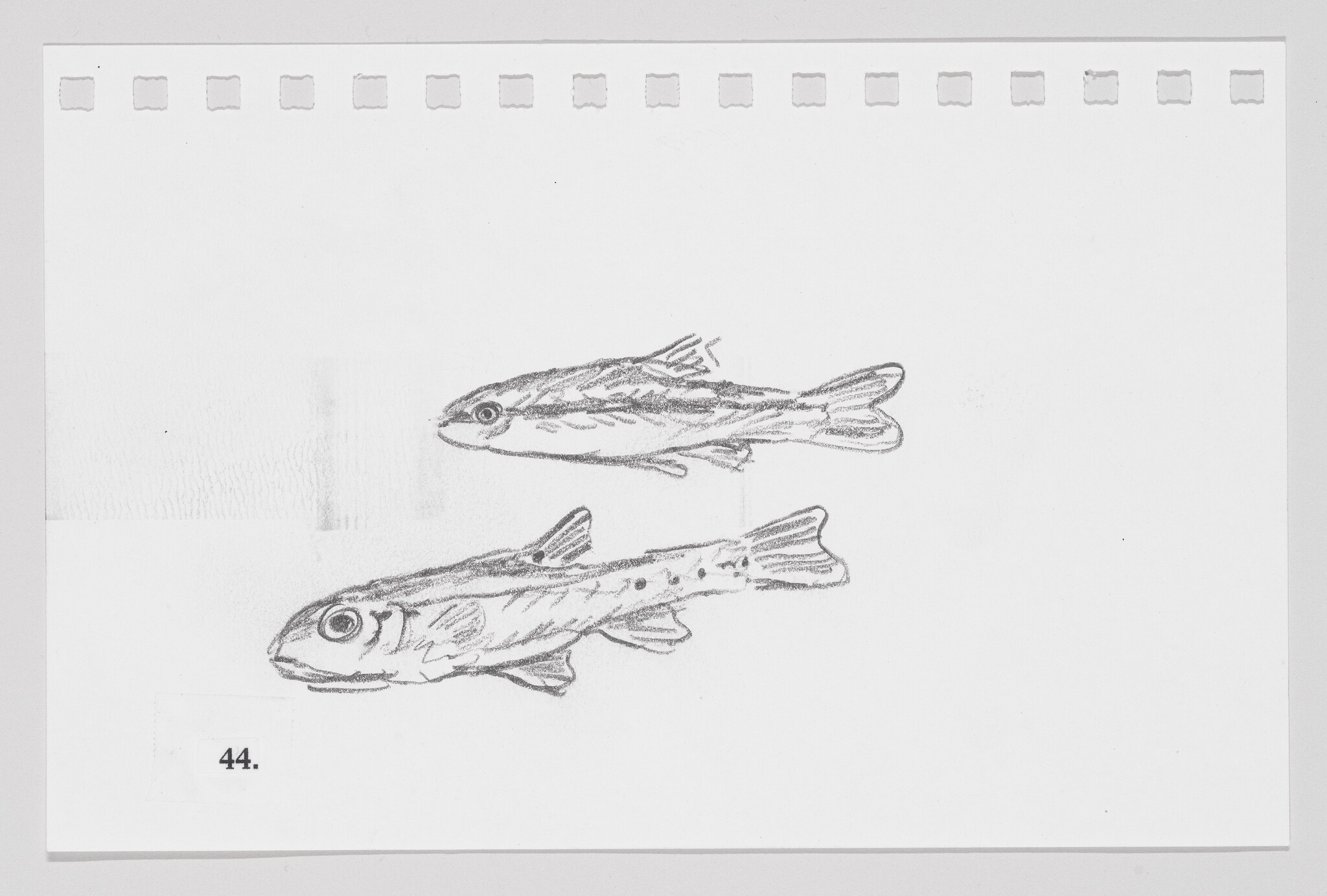 Sketch of two fish on a piece of paper with perforated edges, labeled with the number 44.