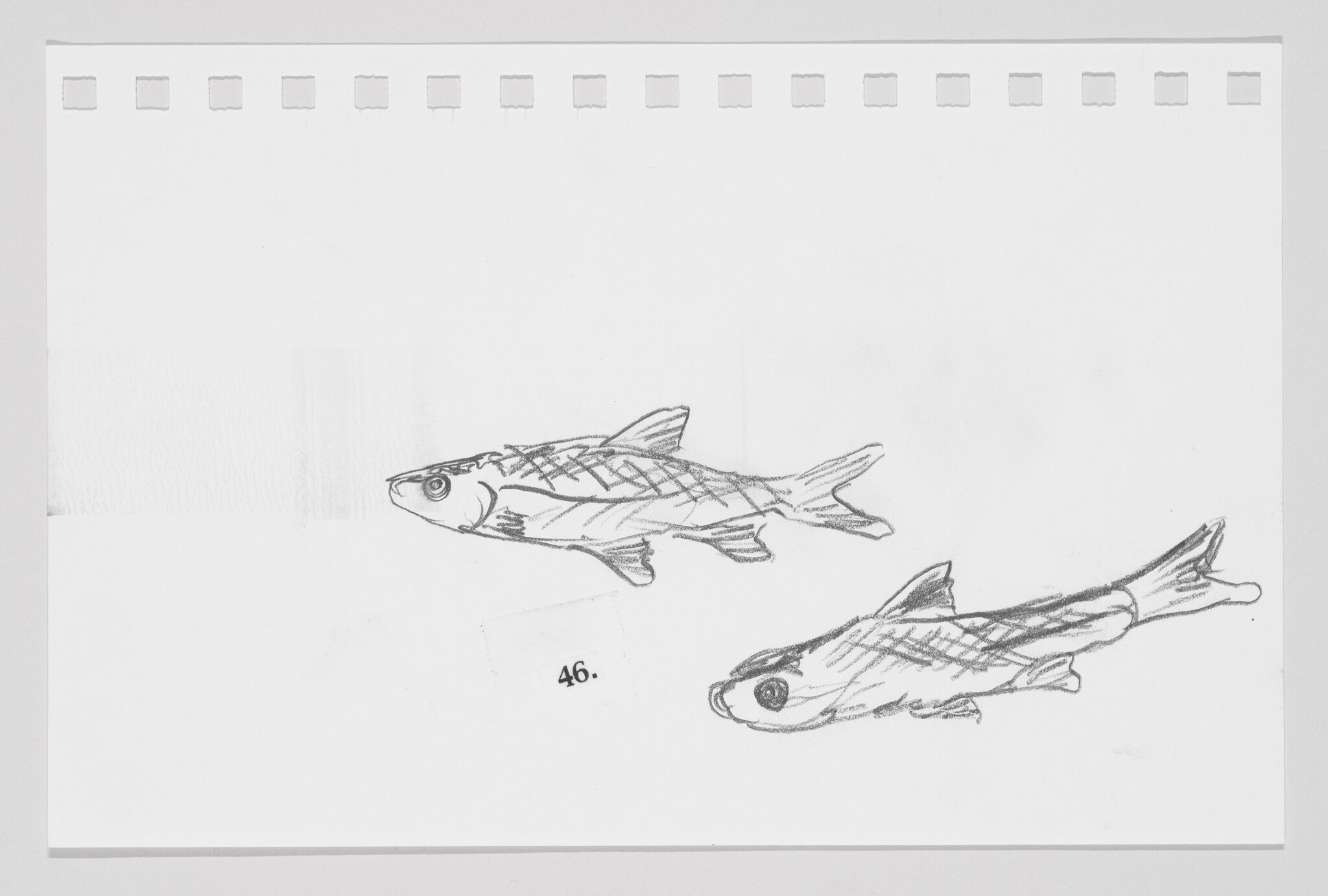 Sketch of two fish on a piece of paper with perforated edges, numbered 46.