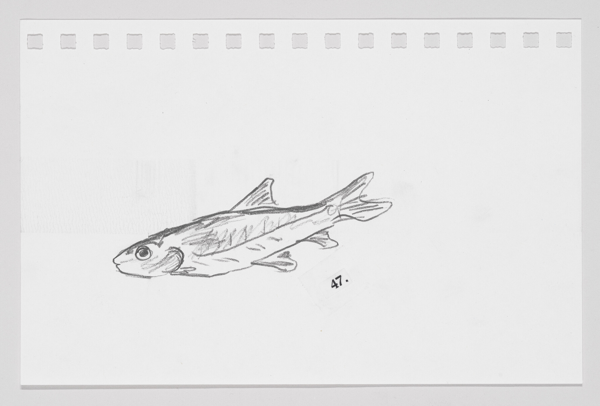 Sketch of a fish on a piece of paper with perforated edges, numbered 47 at the bottom right corner.