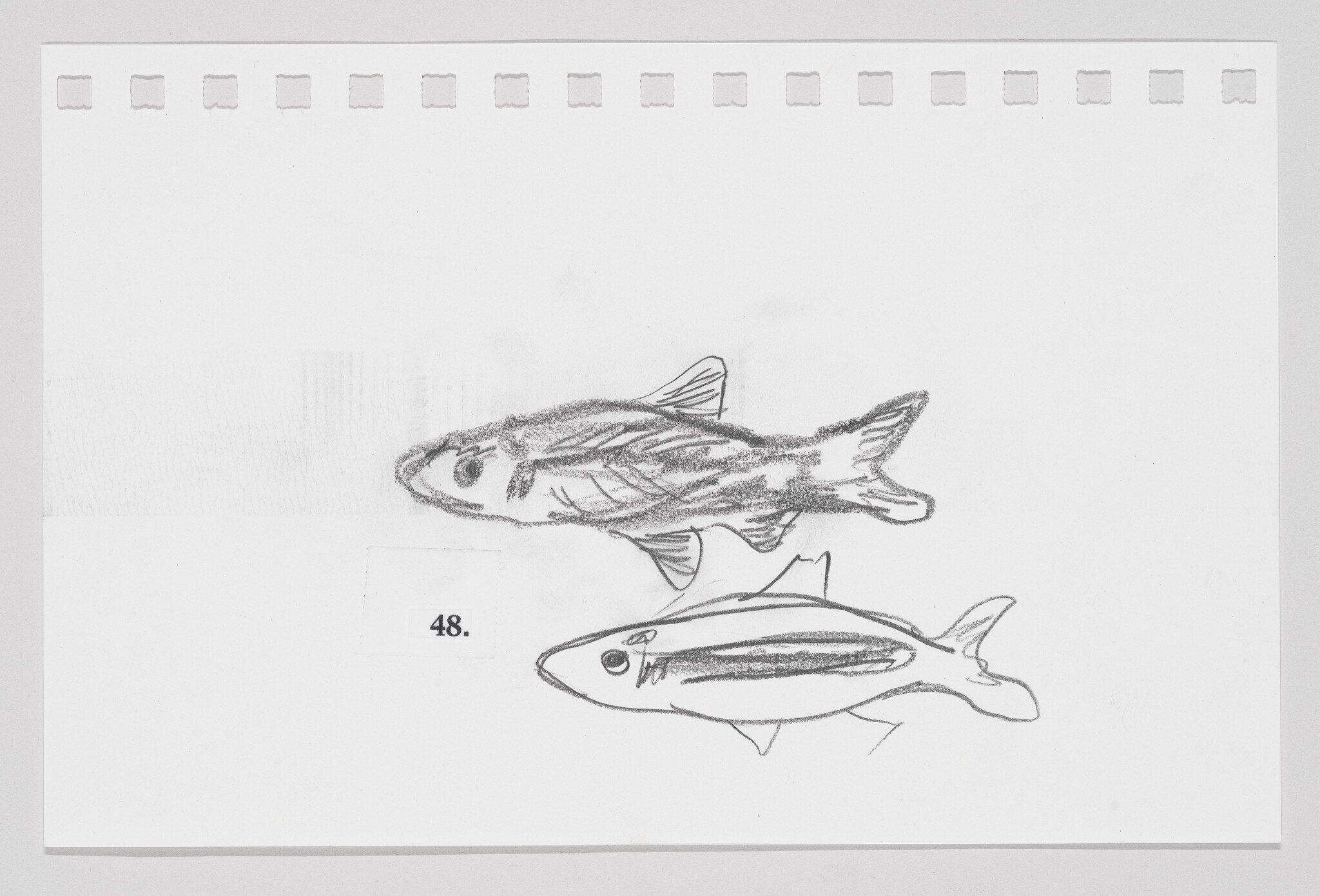 Sketch of two fish on a piece of paper with the number 48.
