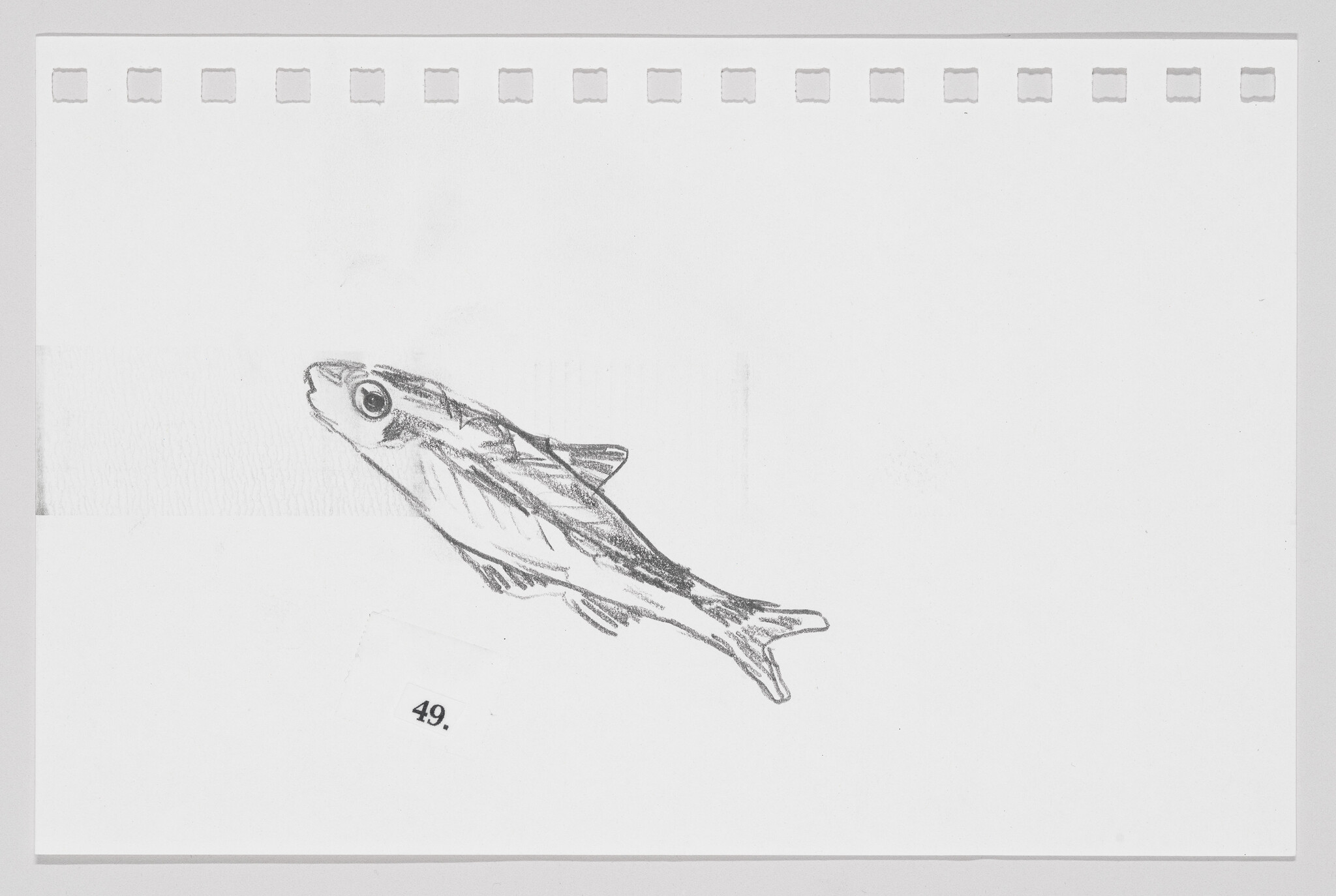 Sketch of a fish on a white background with perforations along the top edge, resembling a page from a sketchbook.