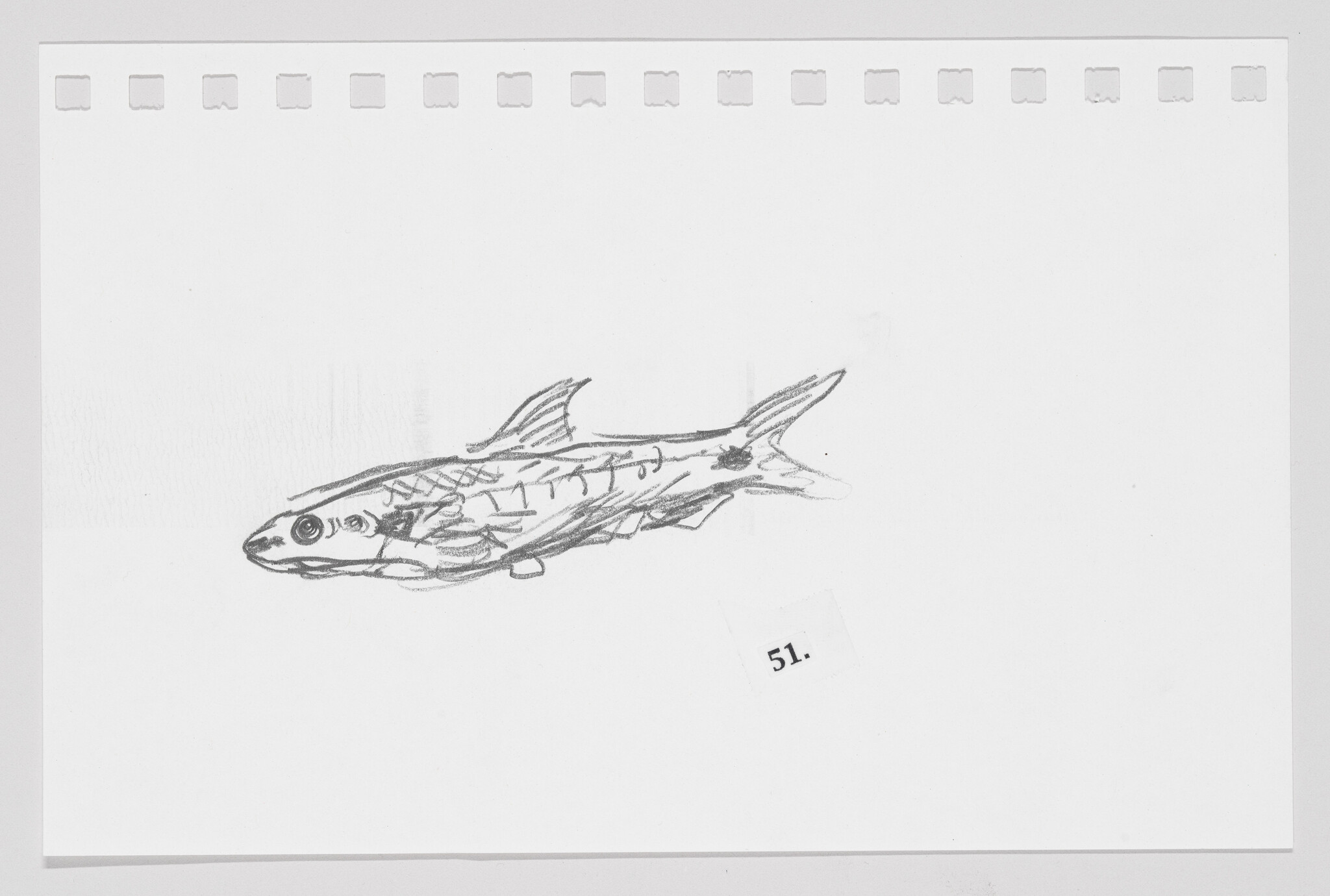 Pencil sketch of a fish on a piece of paper with perforated edges, numbered 51.