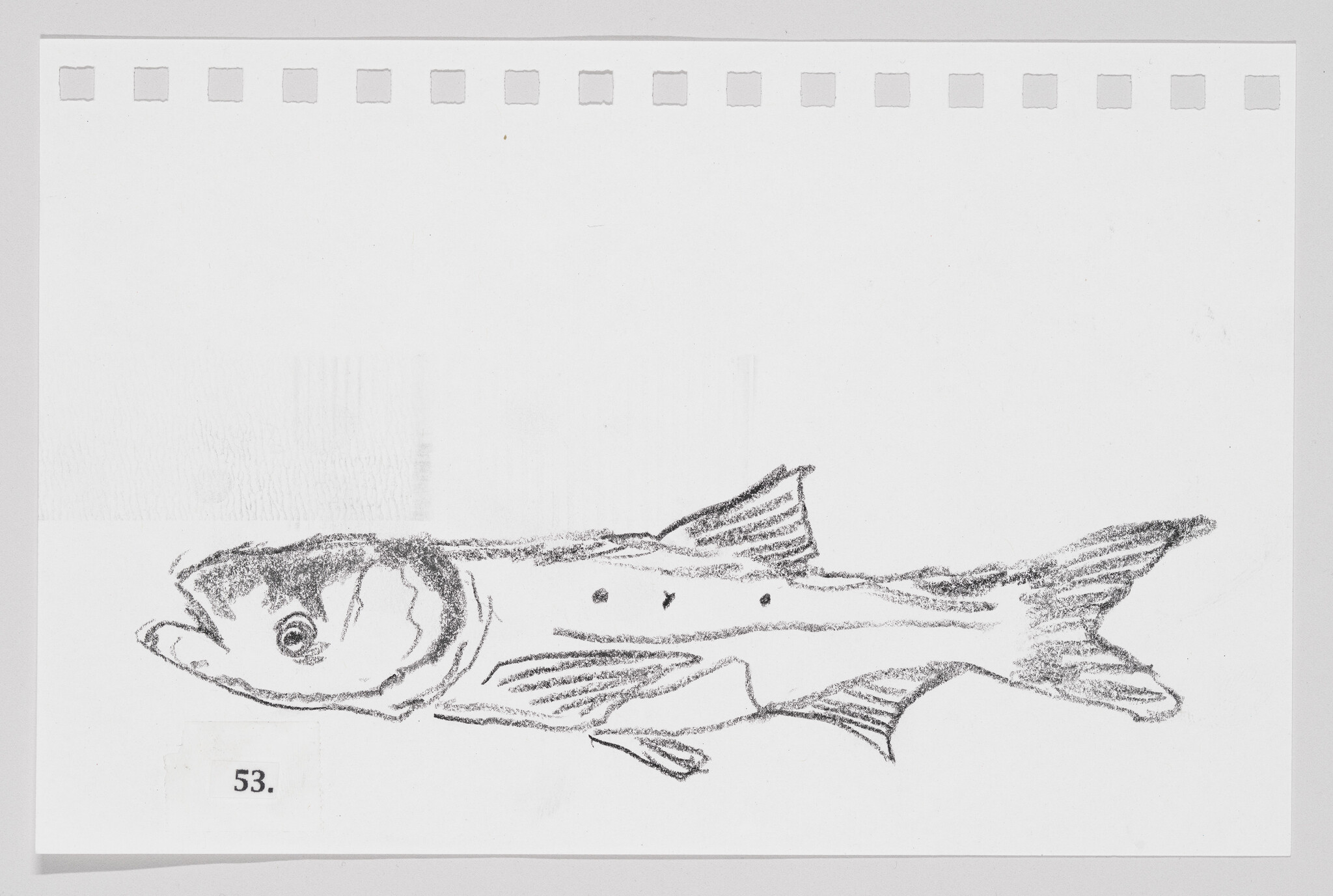 Sketch of a fish on a piece of paper with perforated edges, labeled with the number 53.