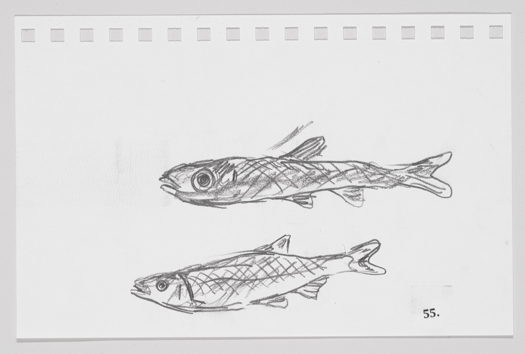 Sketch of two fish on a piece of paper with perforated edges, numbered 55.