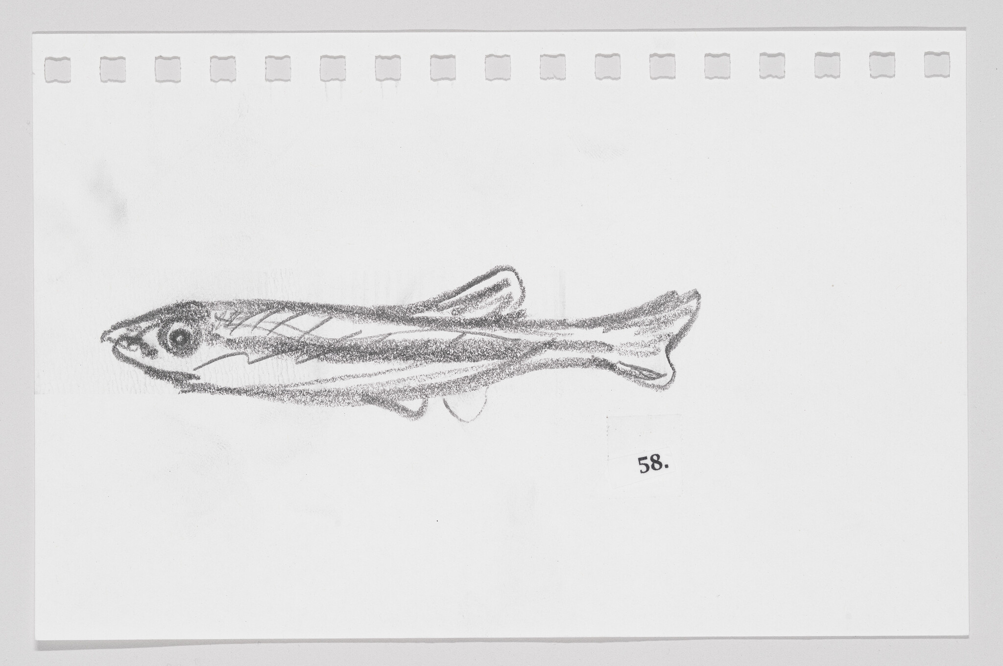 Pencil sketch of a fish on a piece of paper with perforated edges, labeled with the number 58.