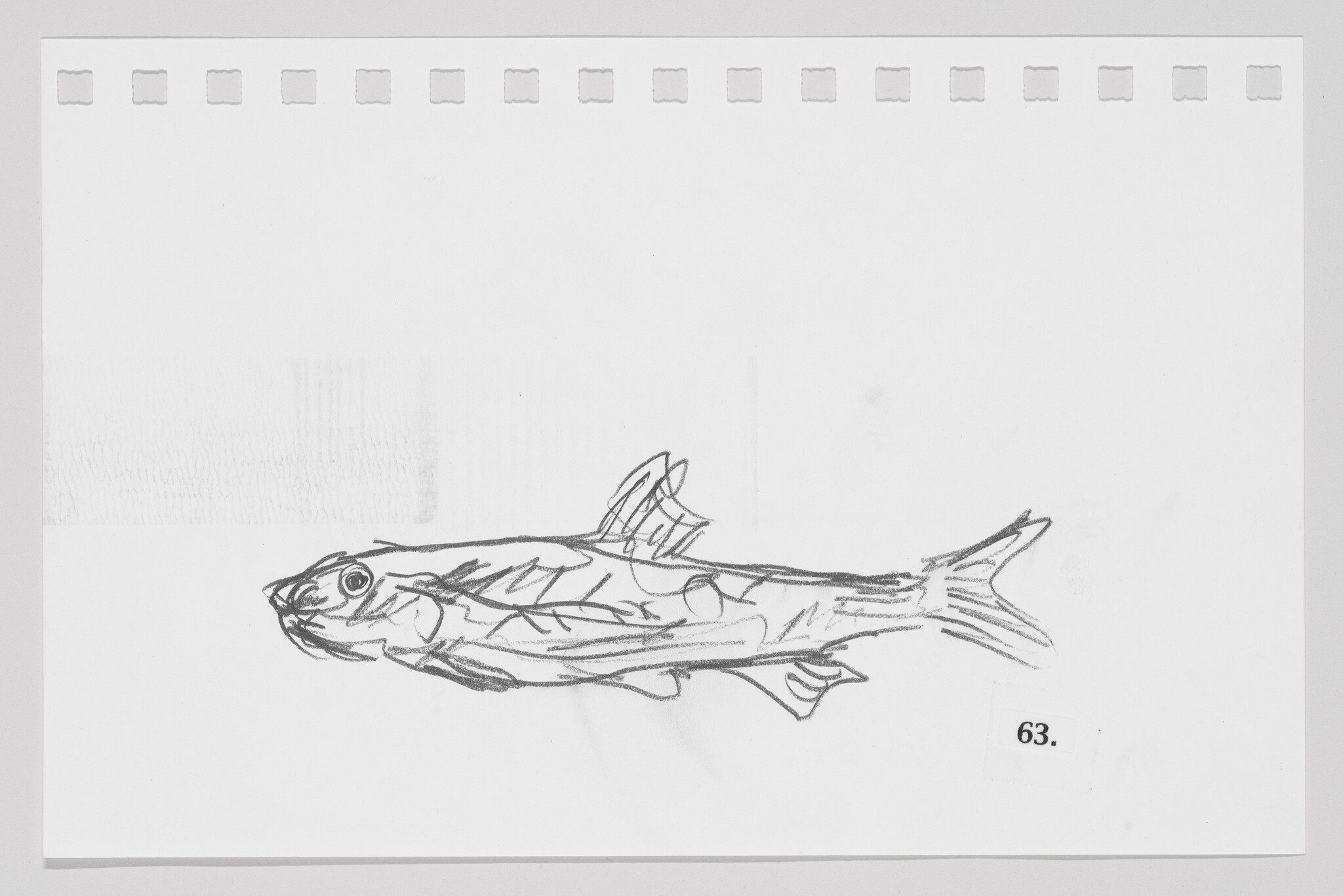 Sketch of a fish on a piece of paper with perforated edges, labeled with the number 63.