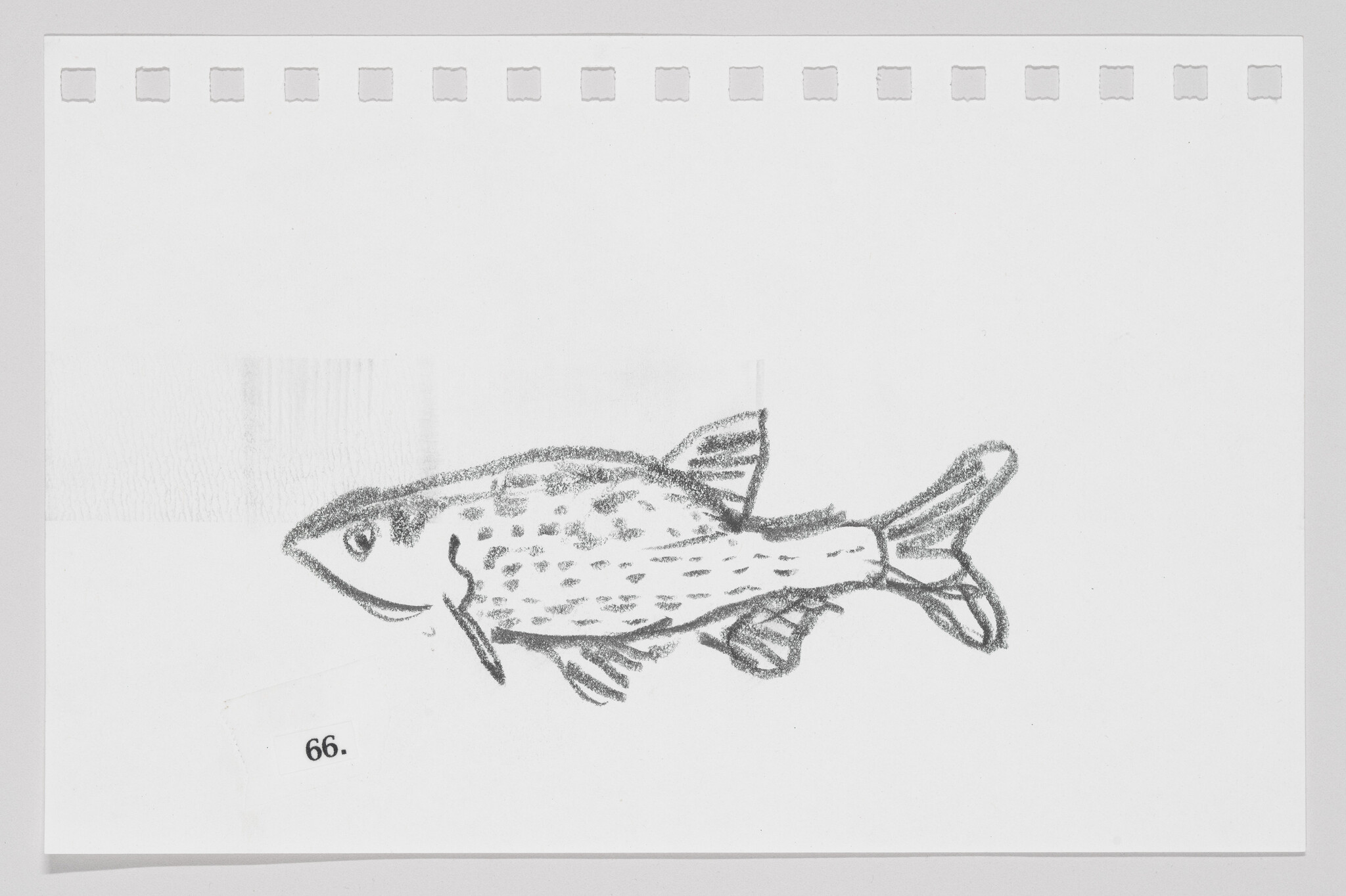 Pencil sketch of a fish on a piece of paper with perforated edges, labeled with the number 66.