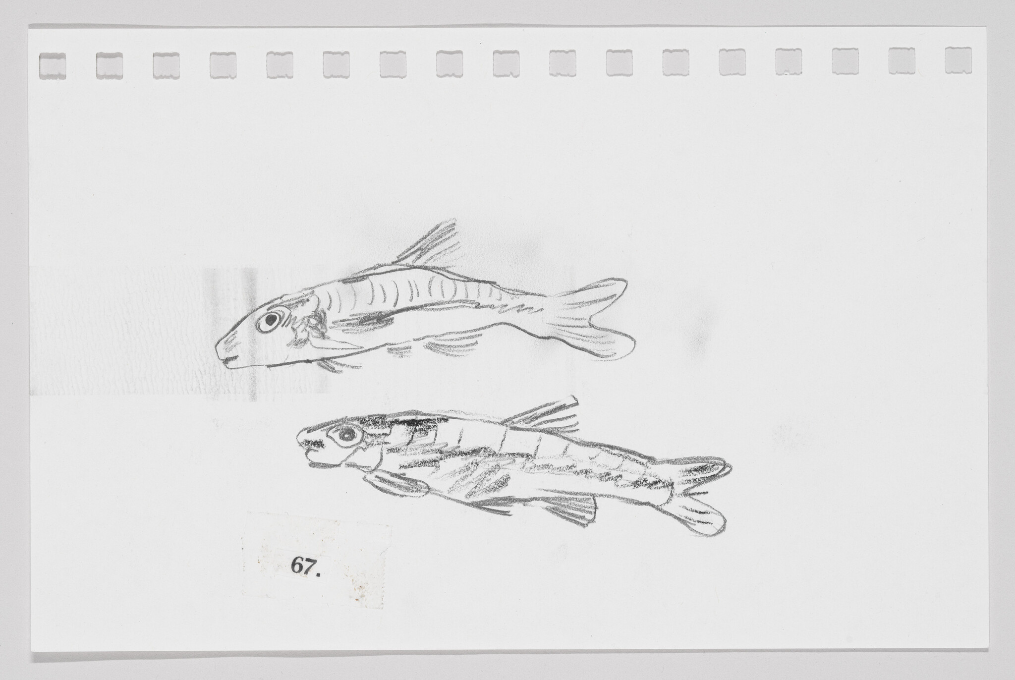 Sketch of two fish on a piece of paper with perforated edges, labeled with the number 67.