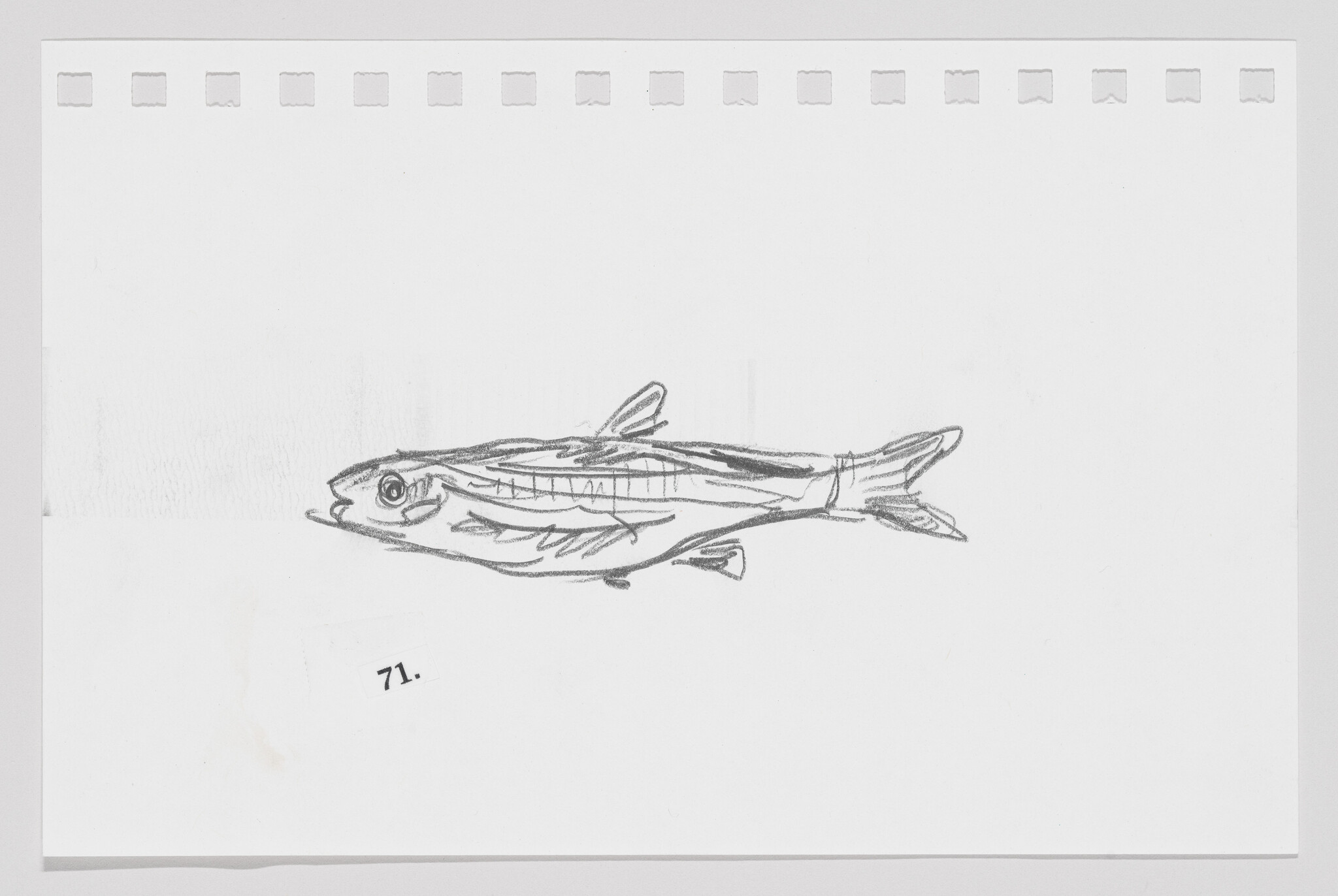Sketch of a fish on a piece of paper with perforated edges, numbered 71.