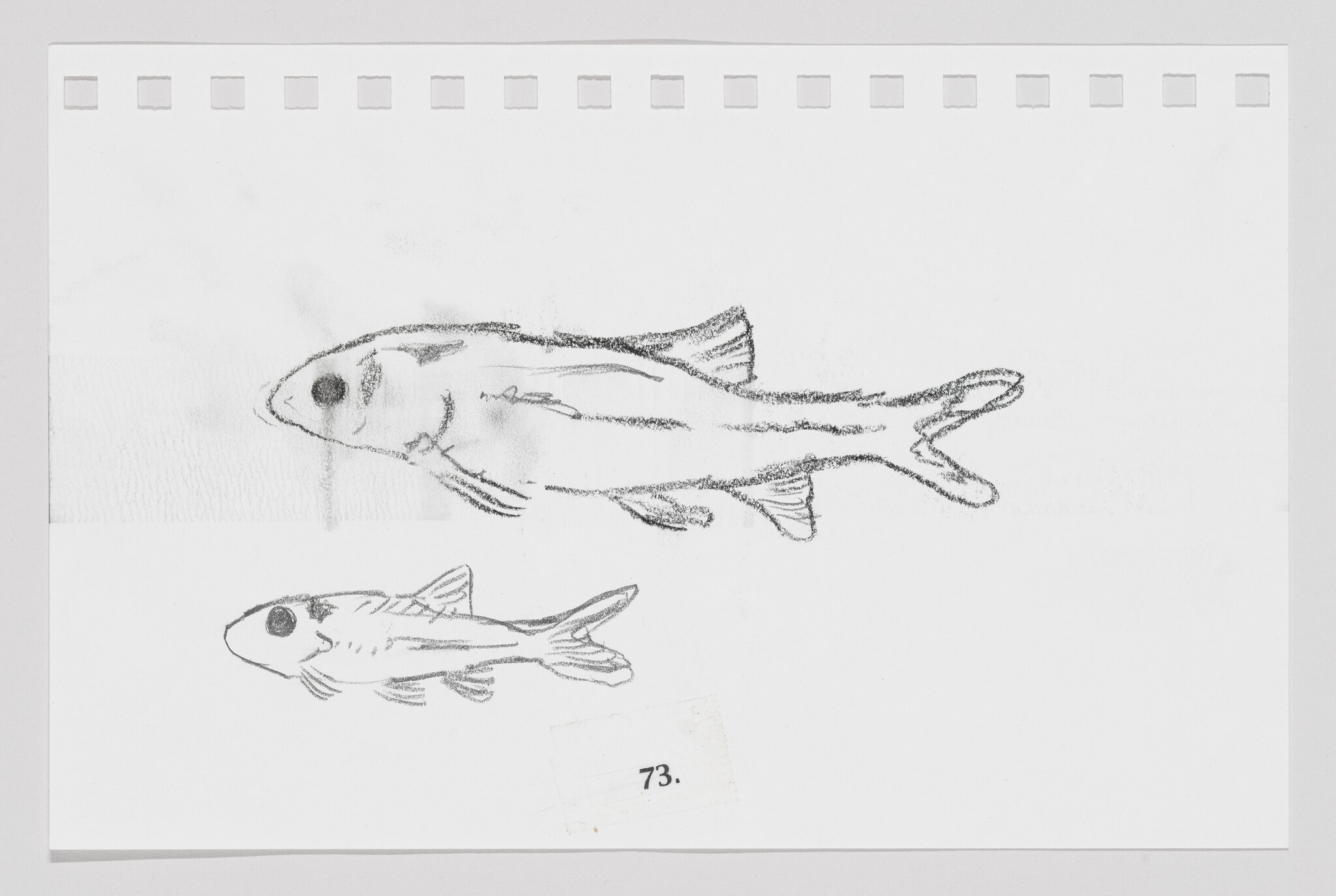 Sketch of two fish on a piece of paper with perforated edges, numbered 73.