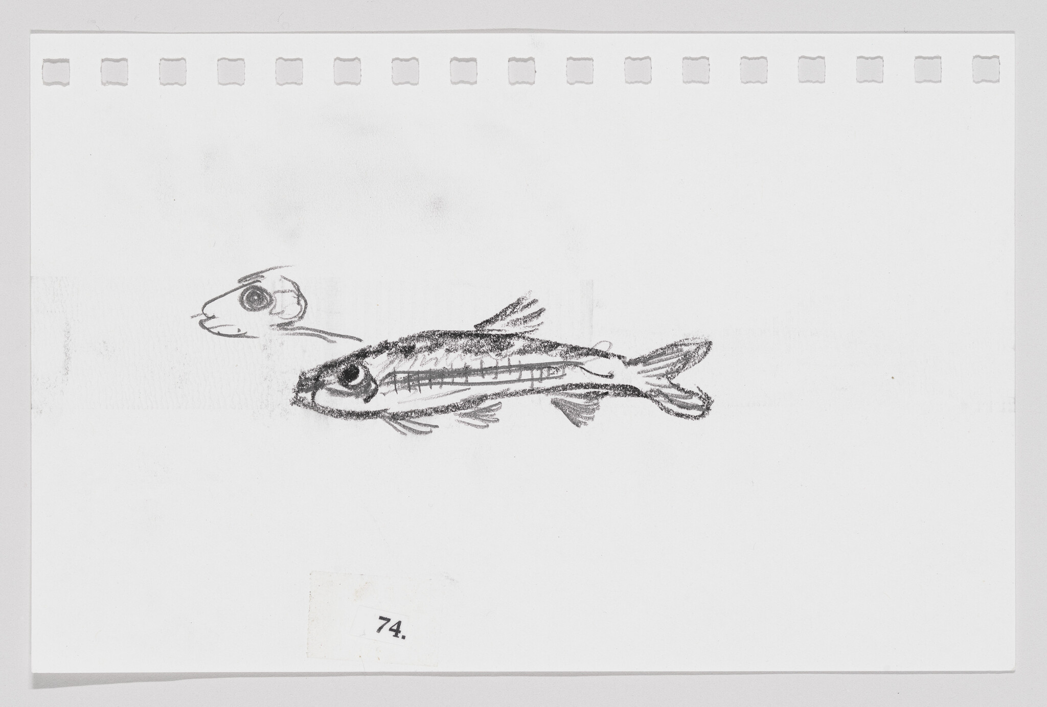Sketch of two fish on a piece of paper with perforated edges, one detailed and one more simplistic, with the number 74 at the bottom.
