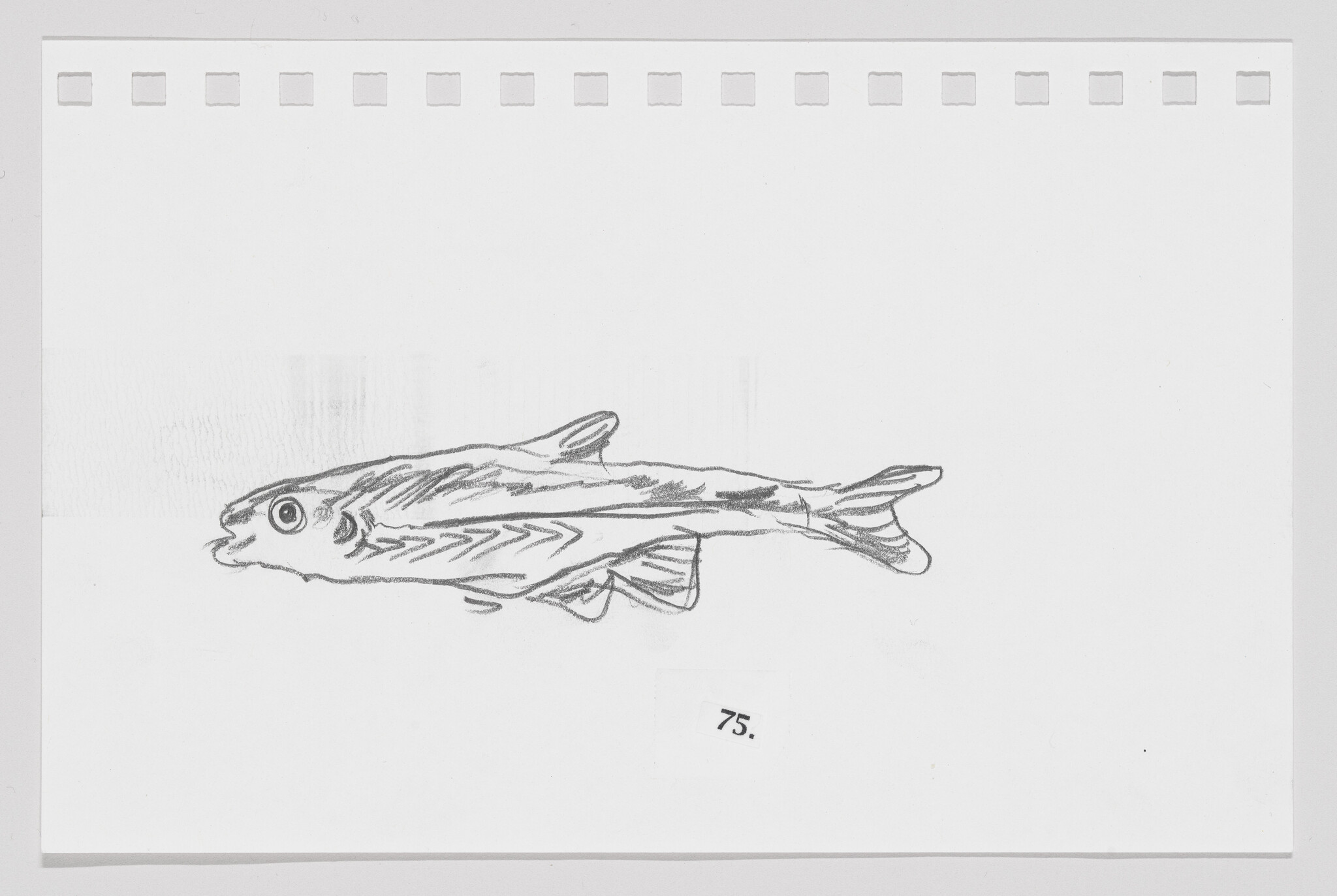 Sketch of a fish on a piece of paper with perforated edges, numbered 75.
