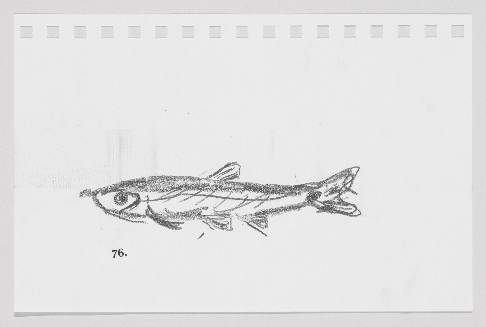 Sketch of a fish on a piece of paper with perforated edges, labeled with the number 76.