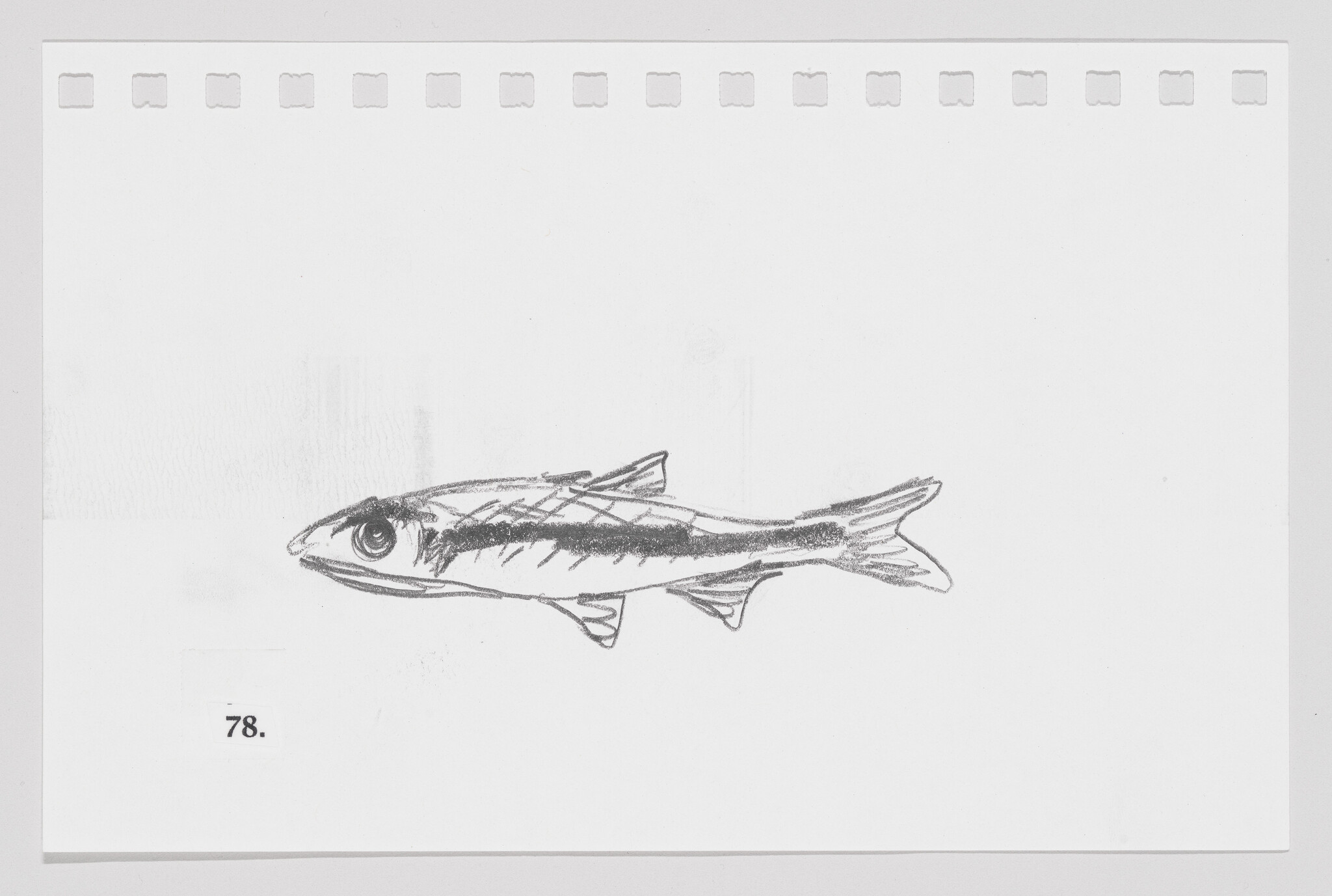 Sketch of a fish on a piece of paper with perforated edges, numbered 78.