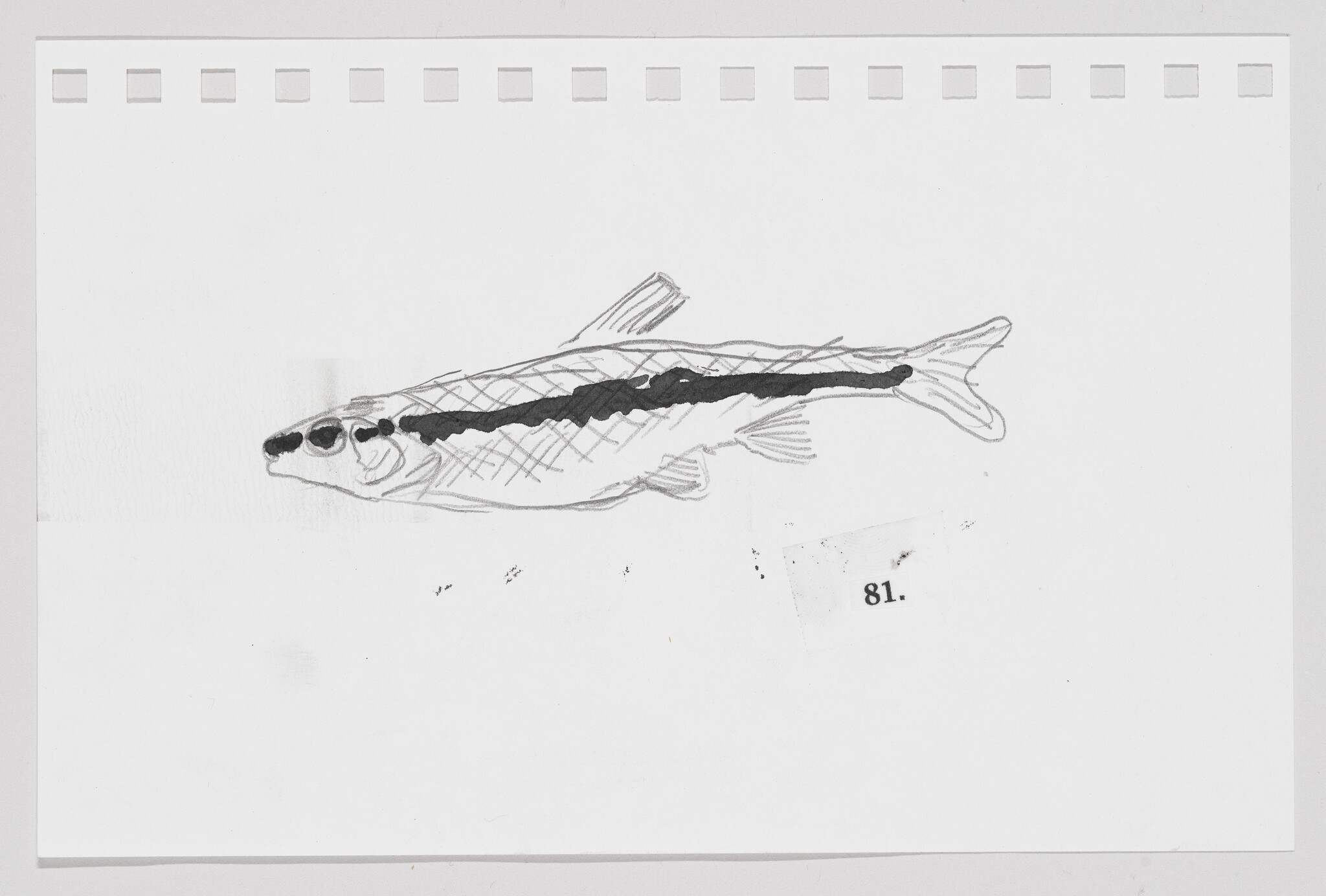 Sketch of a fish with patterned markings on a piece of paper with perforated edges, labeled "81."