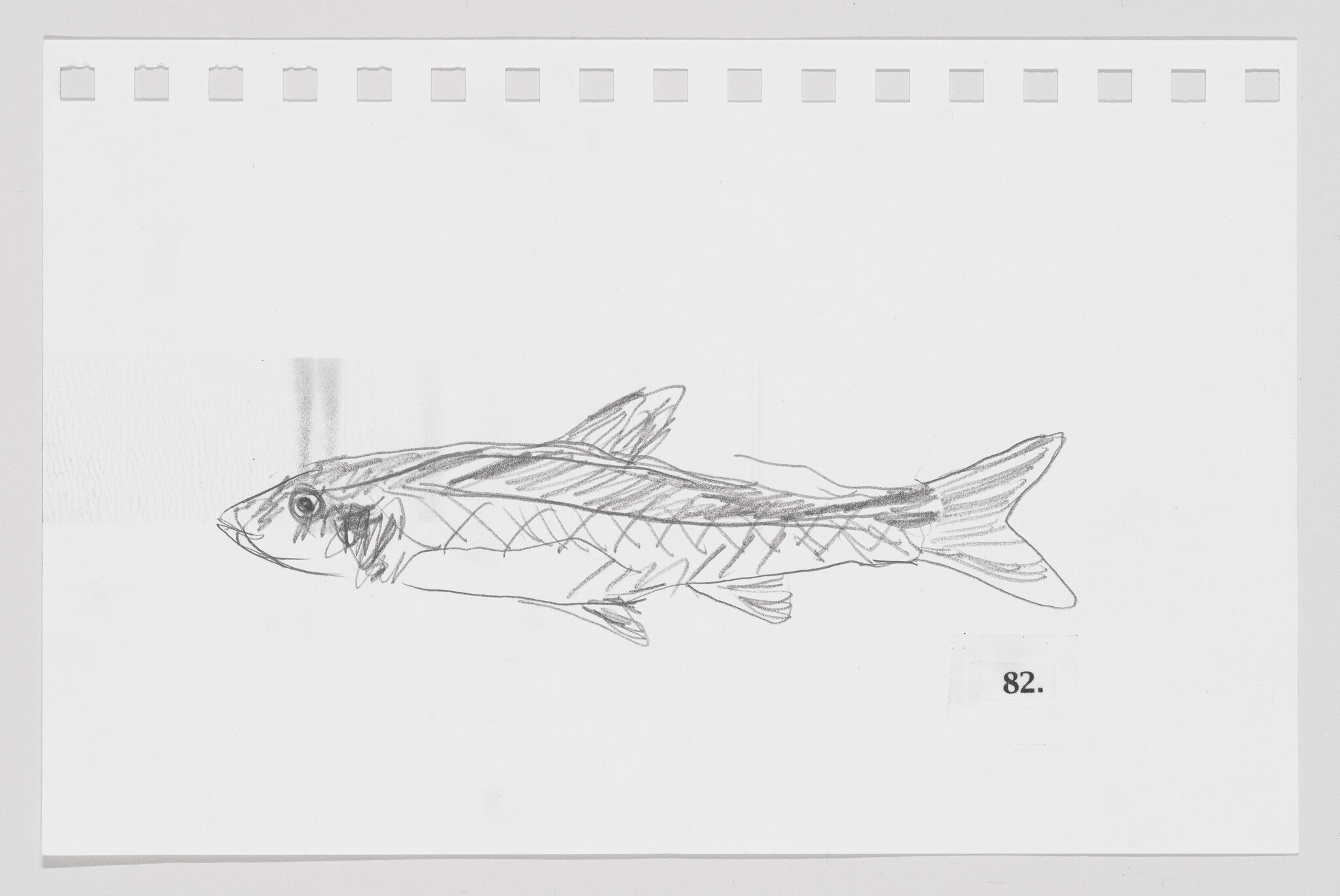 Sketch of a fish on a piece of paper with perforated edges, numbered 82.