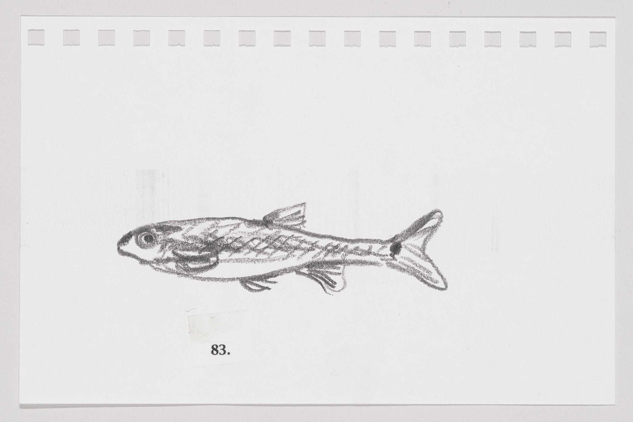 Sketch of a fish on a piece of paper with perforated edges, labeled with the number 83.