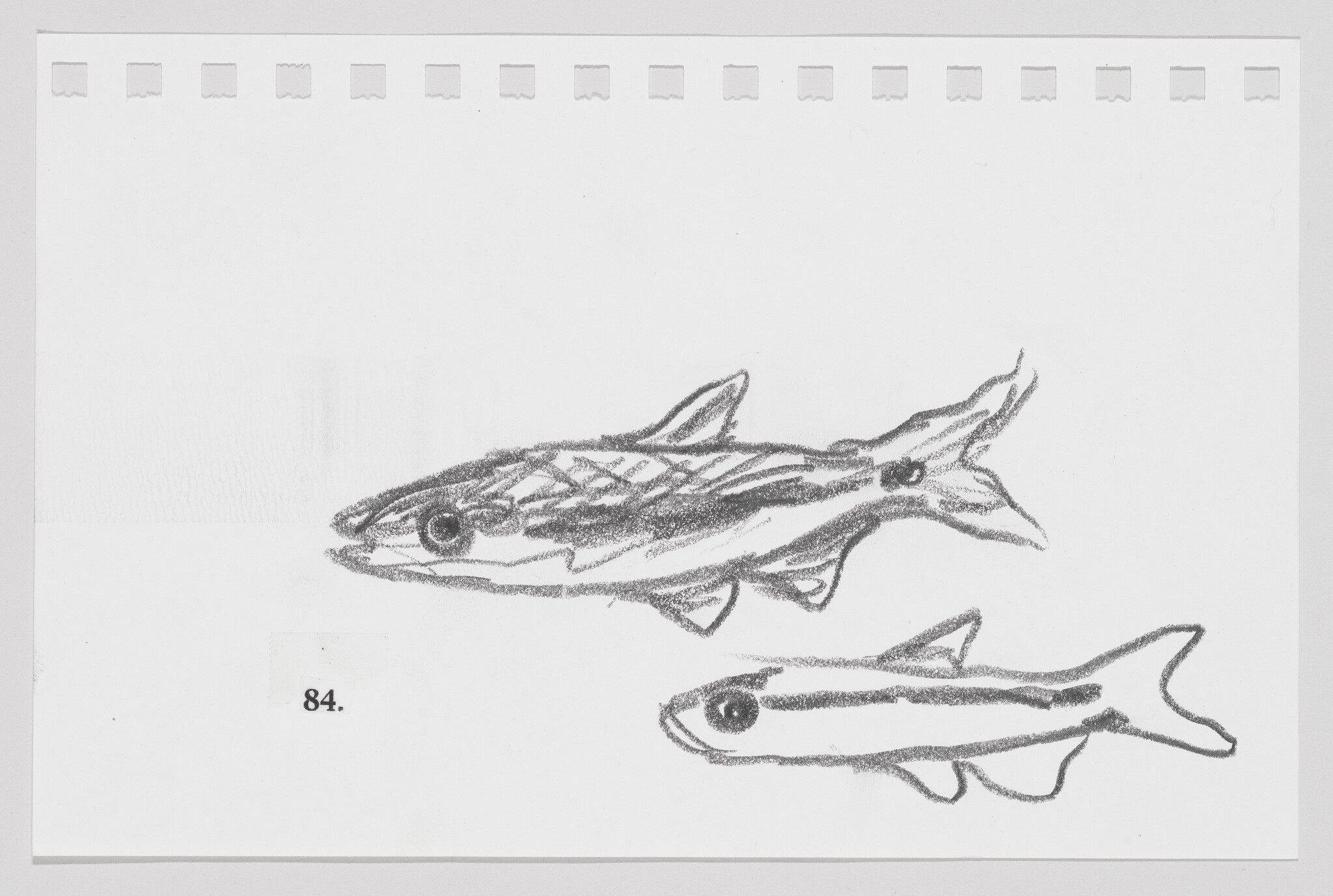 Sketch of two fish on paper, one larger above a smaller one, with the number 84 below.