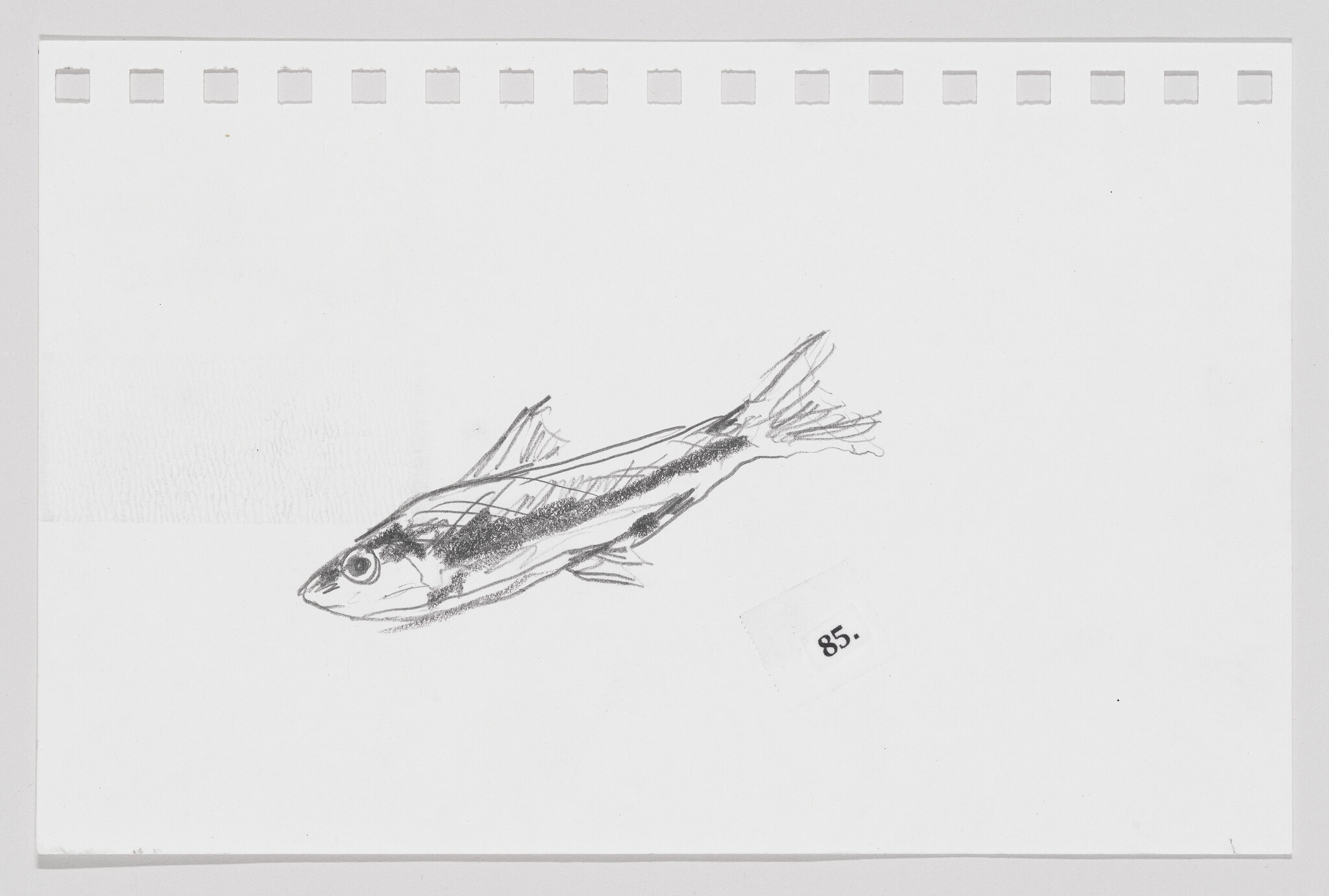 Sketch of a fish on a piece of paper with perforated edges, numbered 85.
