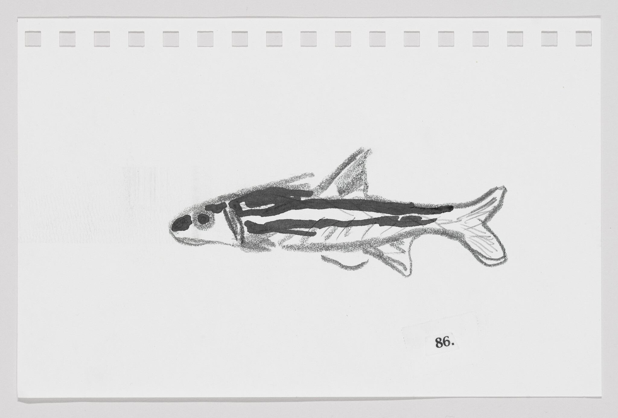 Sketch of a fish with black stripes on a white background, numbered 86.