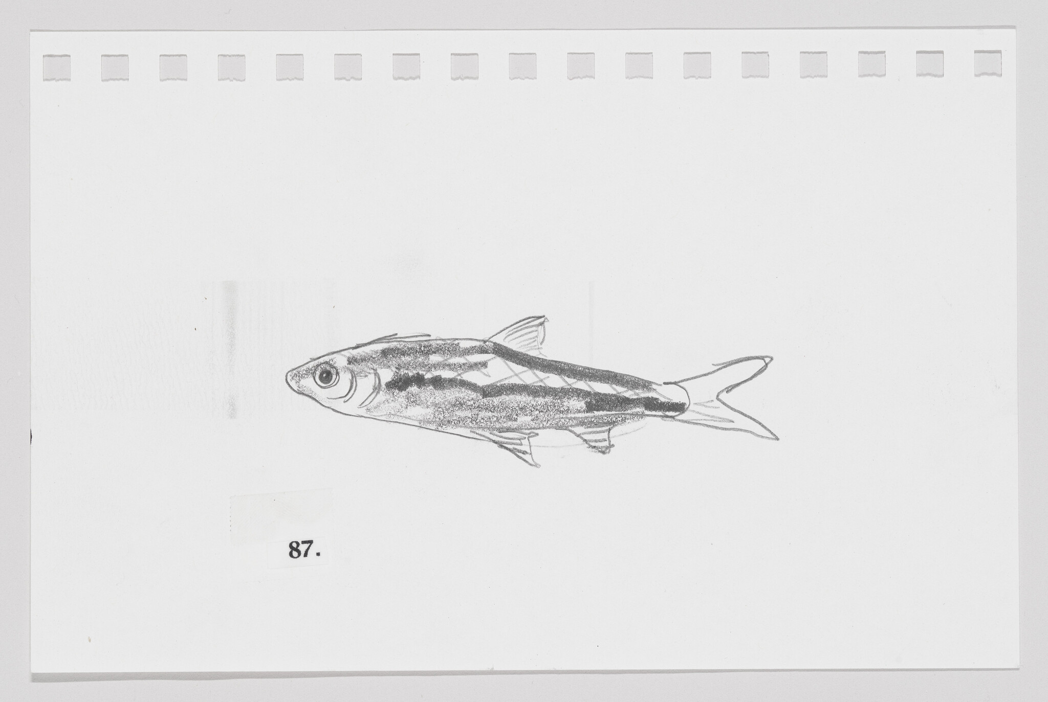 Sketch of a fish on a white background with perforated paper edges, labeled with the number 87.
