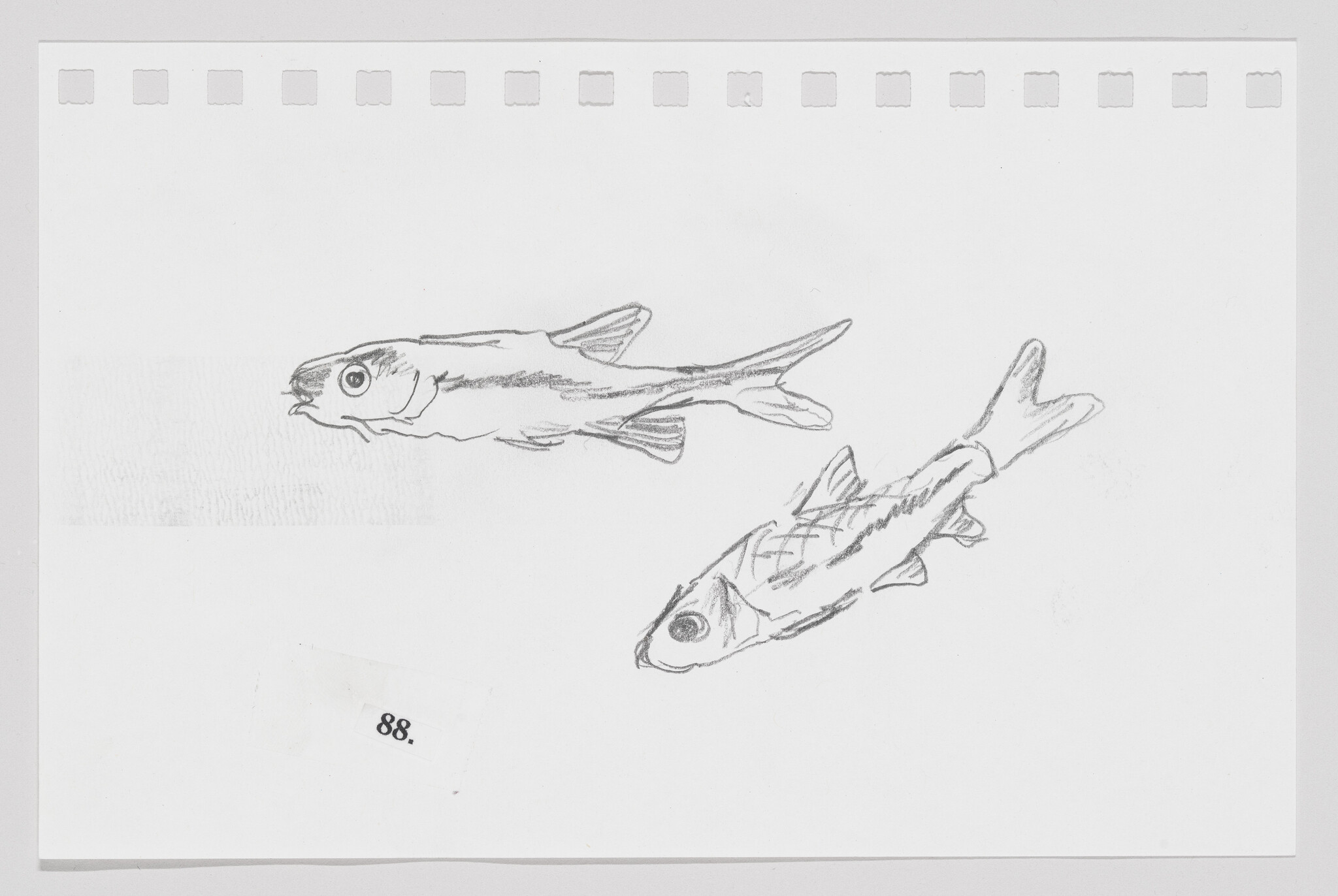 Sketch of two fish on a piece of paper with perforated edges, numbered 88.
