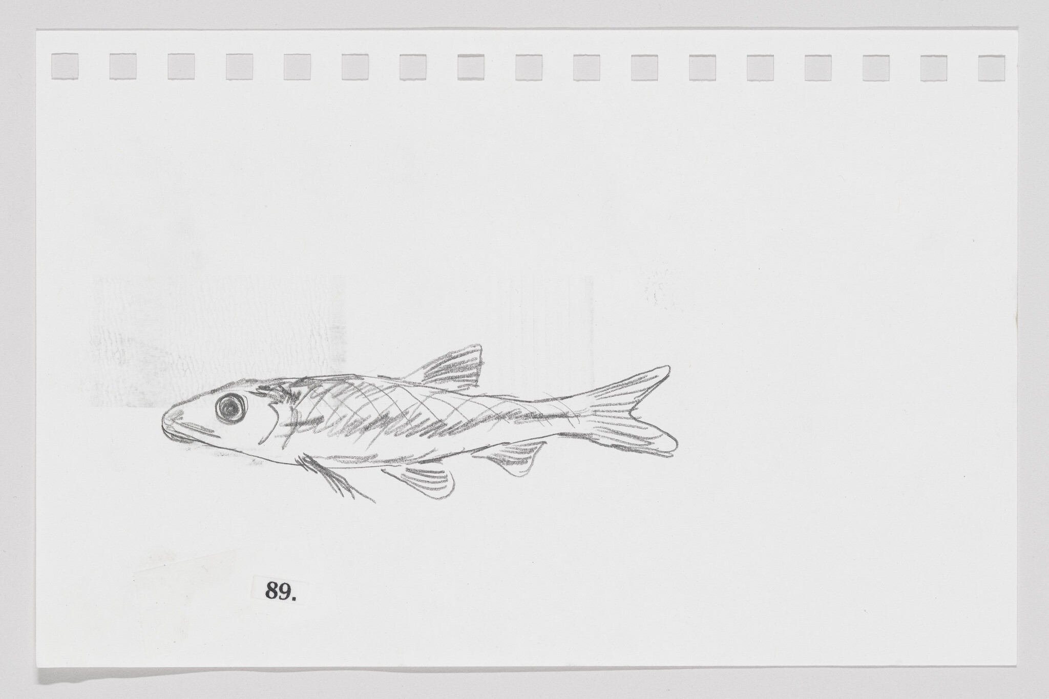 Sketch of a fish on a piece of paper with perforated edges, labeled with the number 89.