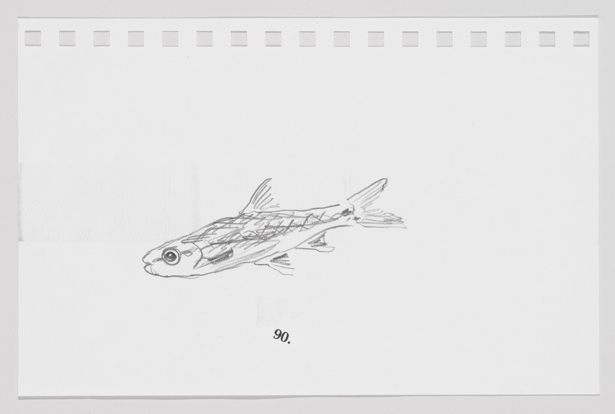 Sketch of a fish on a piece of paper with perforated edges, numbered 90 at the bottom right.