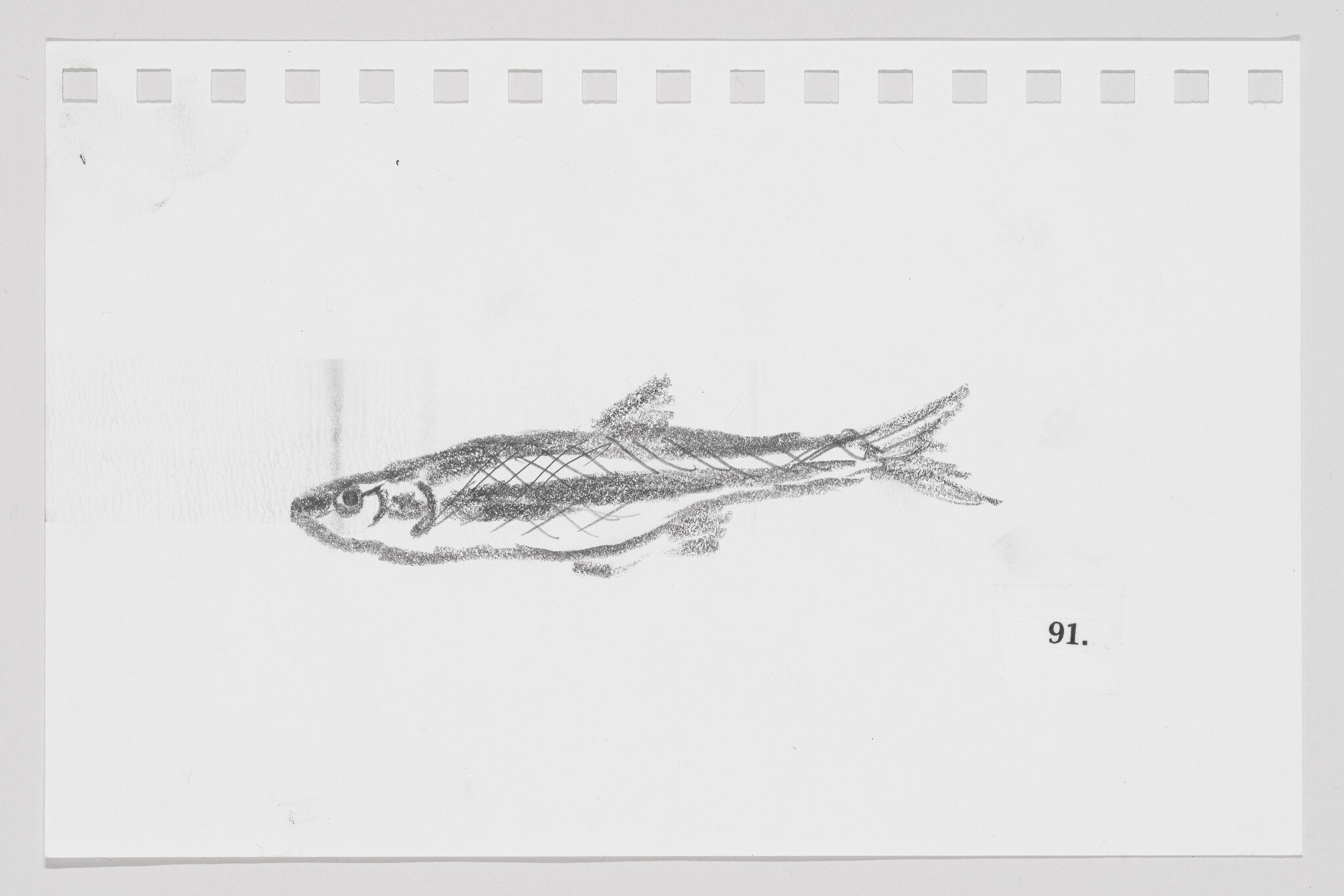 Sketch of a fish on a piece of paper with perforated edges, labeled with the number 91.