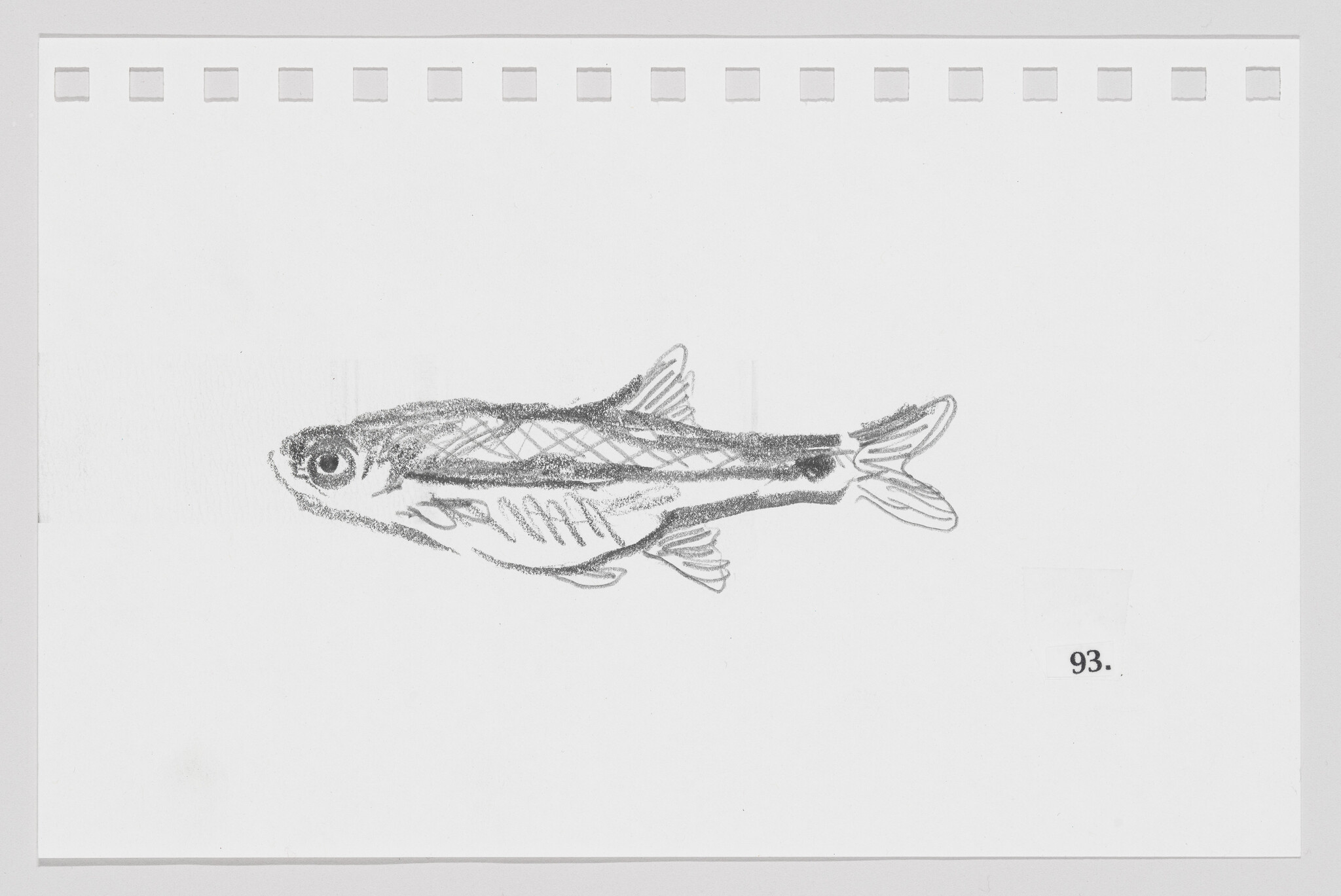 Pencil sketch of a fish on a white background with perforated paper edges, labeled with the number 93.