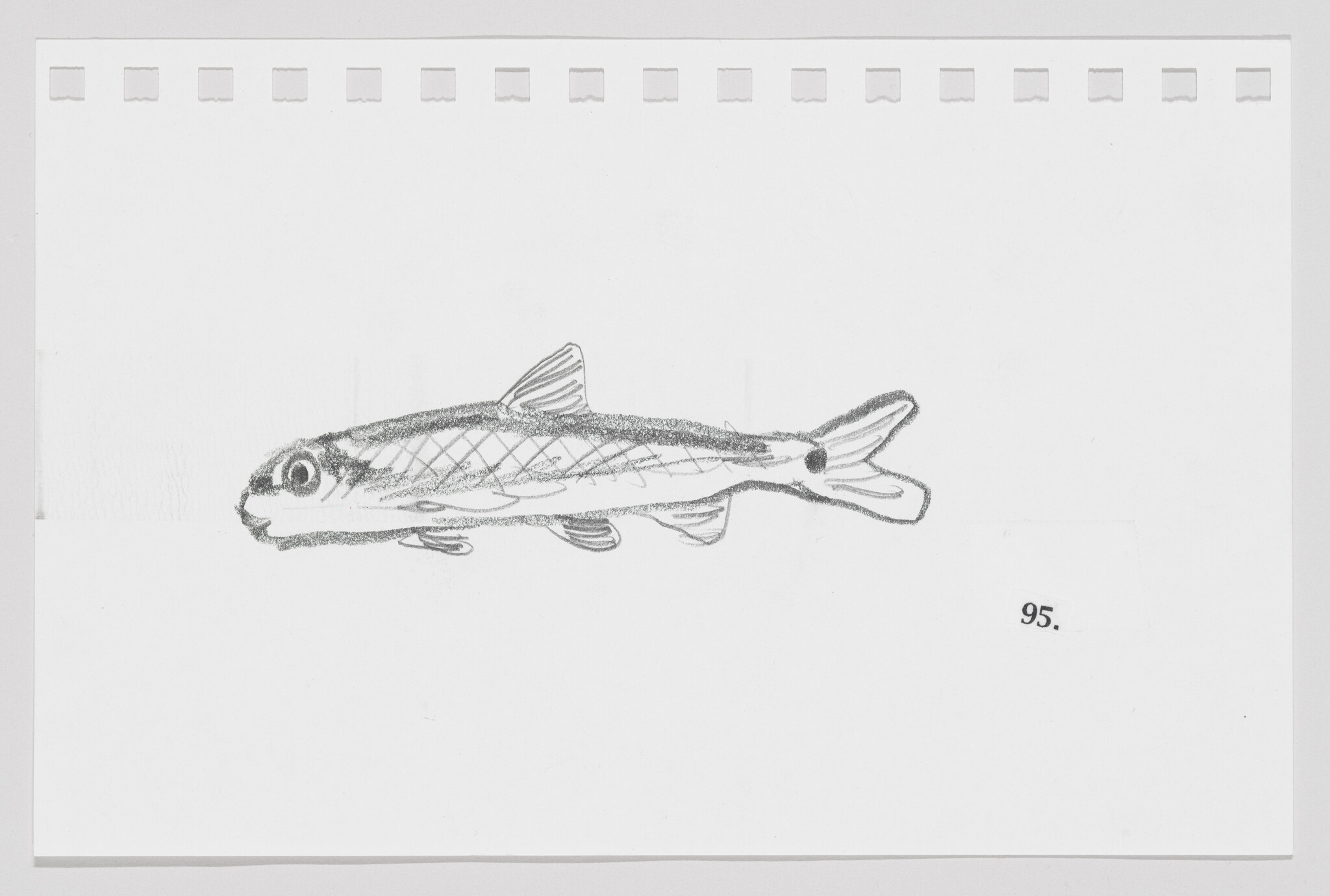 Sketch of a fish on a white background with perforated paper edges, labeled with the number 95.